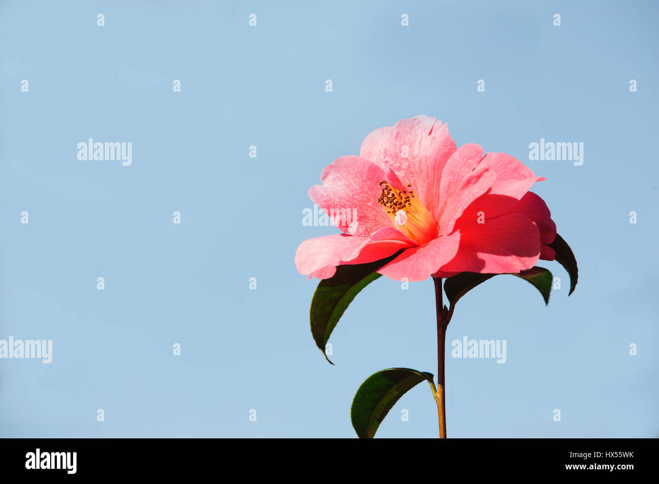 Rosa Camelia Blume auf blauem Hintergrund Stockfoto