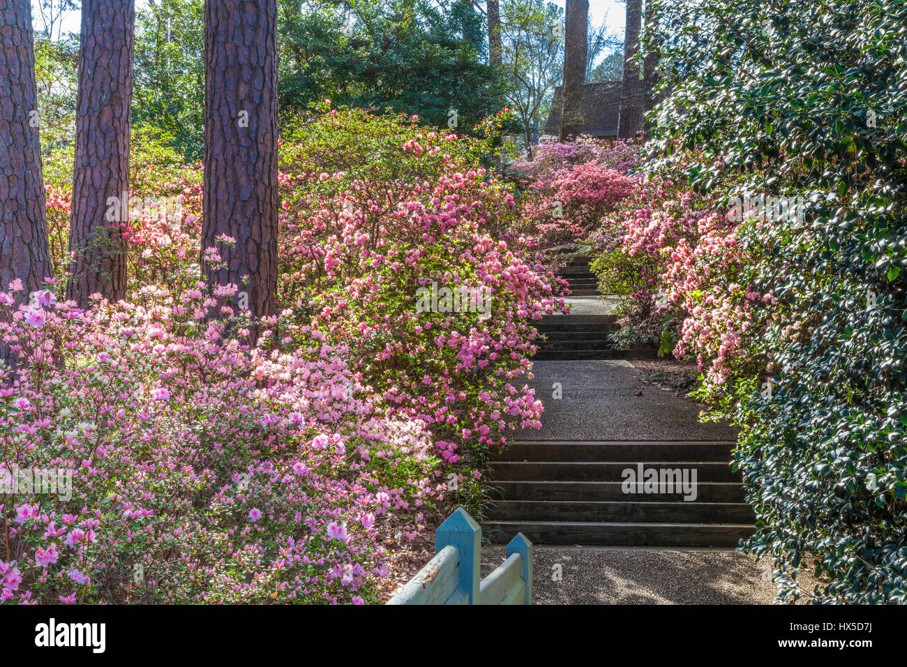 Azaleen blühen im Azalea mit Blick auf Garten bei Callaway Gardens in Georgien. Stockfoto