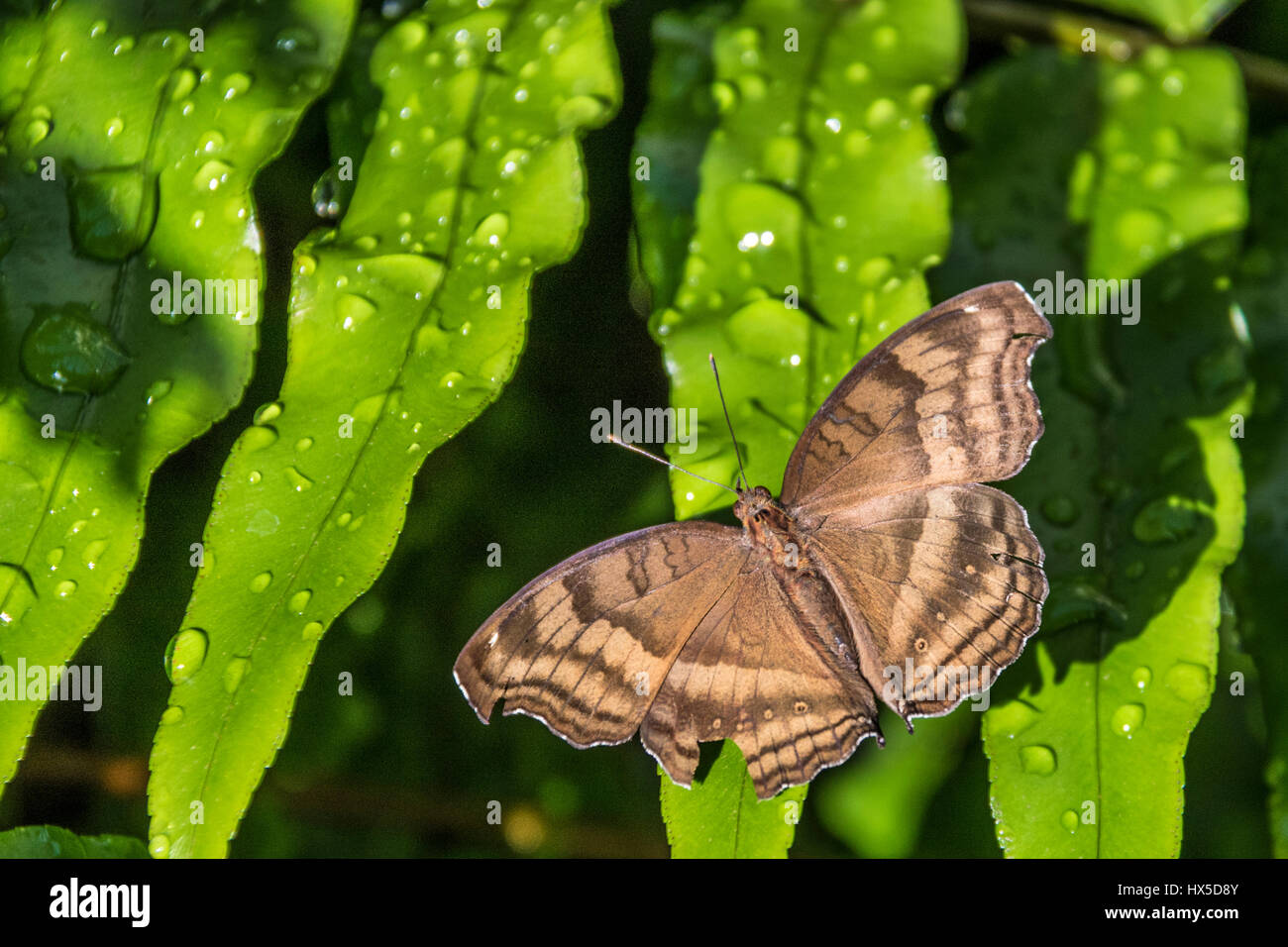 Schokolade Stiefmütterchen Schmetterling in Cecil B Butterfly Tagesstätte in Callaway Gardens, Georgia. Stockfoto