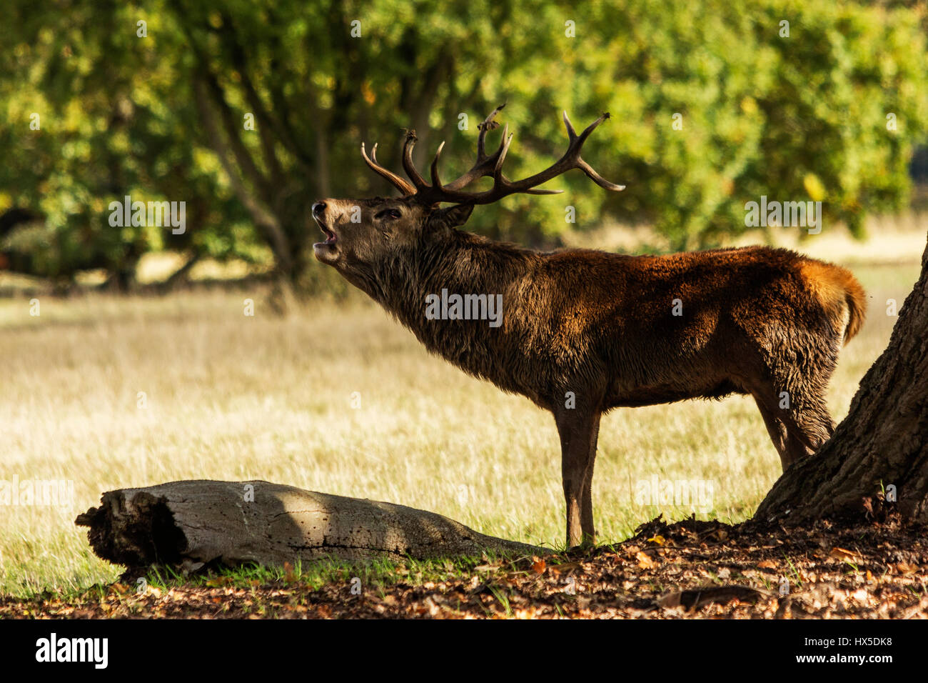 Red Deer (Cervus elaphus). Bilder, die während der hirschbrunft genommen. Es ist eine sehr aufregende Zeit für Rotwild und viel für Fotografen. Stockfoto