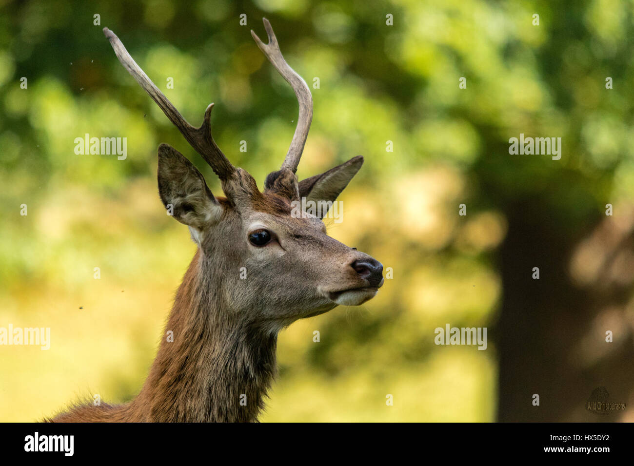 Red Deer (Cervus elaphus). Bilder, die während der hirschbrunft genommen. Es ist eine sehr aufregende Zeit für Rotwild und viel für Fotografen. Stockfoto
