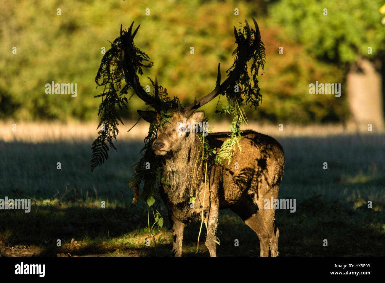 Red Deer (Cervus elaphus). Bilder, die während der hirschbrunft genommen. Es ist eine sehr aufregende Zeit für Rotwild und viel für Fotografen. Stockfoto