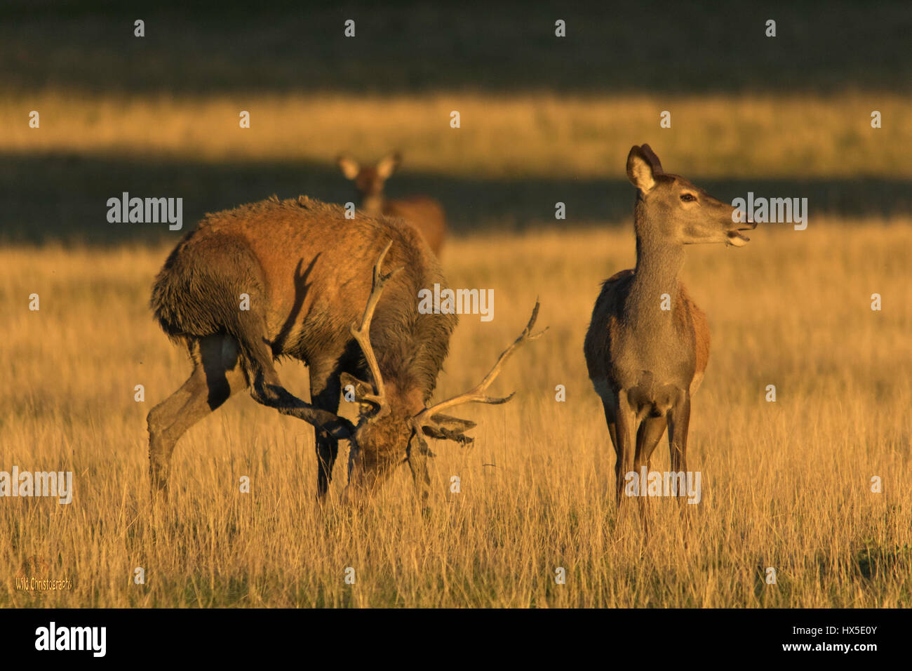 Fotos im Herbst. Stockfoto