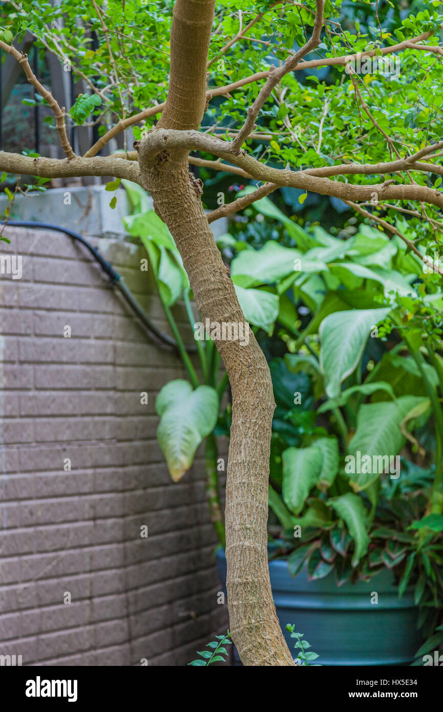 Baum des Lebens, Guaiacum Sanctum (Spanisch für heiliger Baum), mit dichten, hartes Holz, ungewöhnlich stark und zäh, ist jetzt eine bedrohte Art. Stockfoto