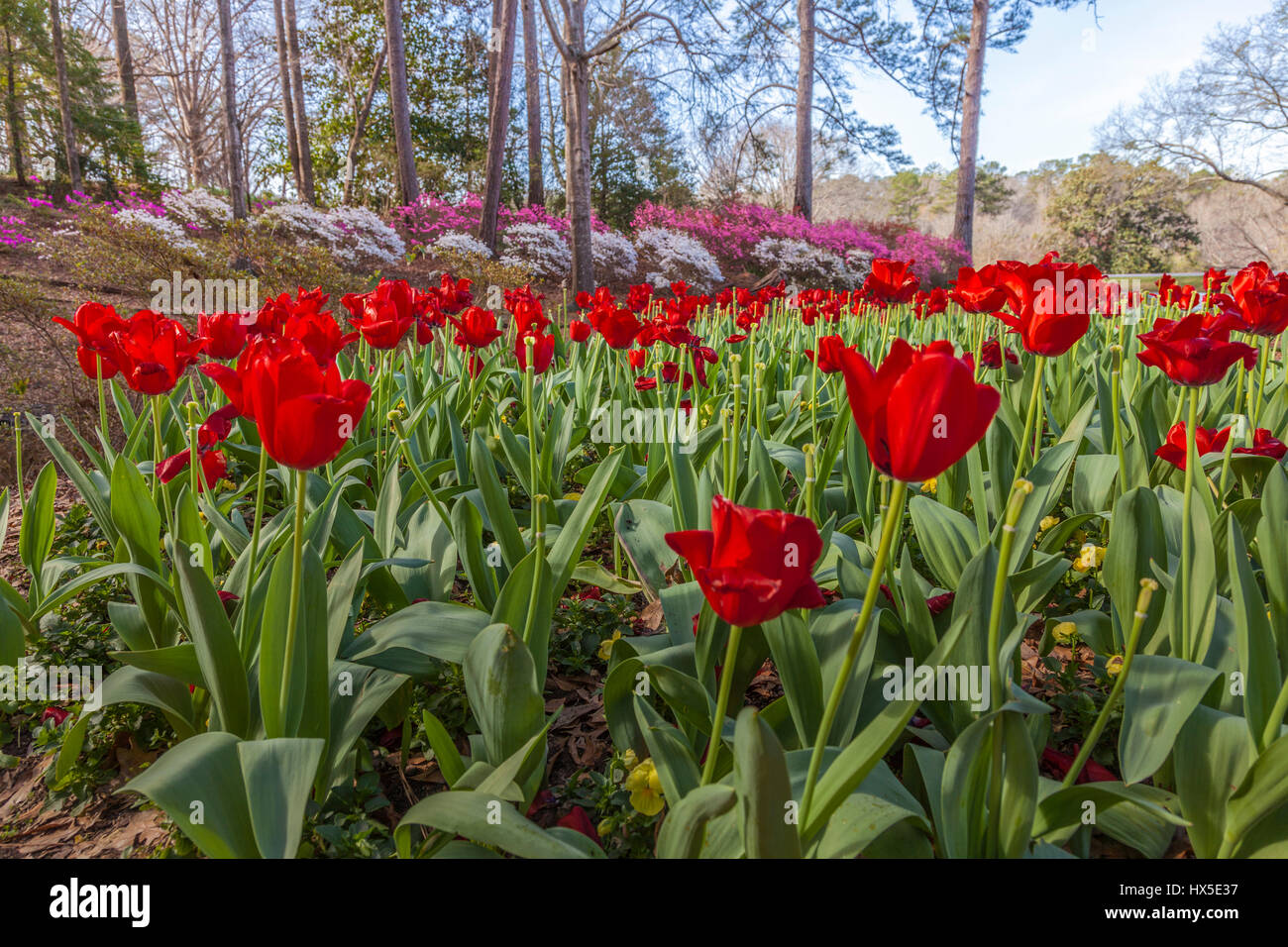 Tulpen vor Azalea mit Blick auf Garten bei Callaway Gardens in Georgien. Stockfoto