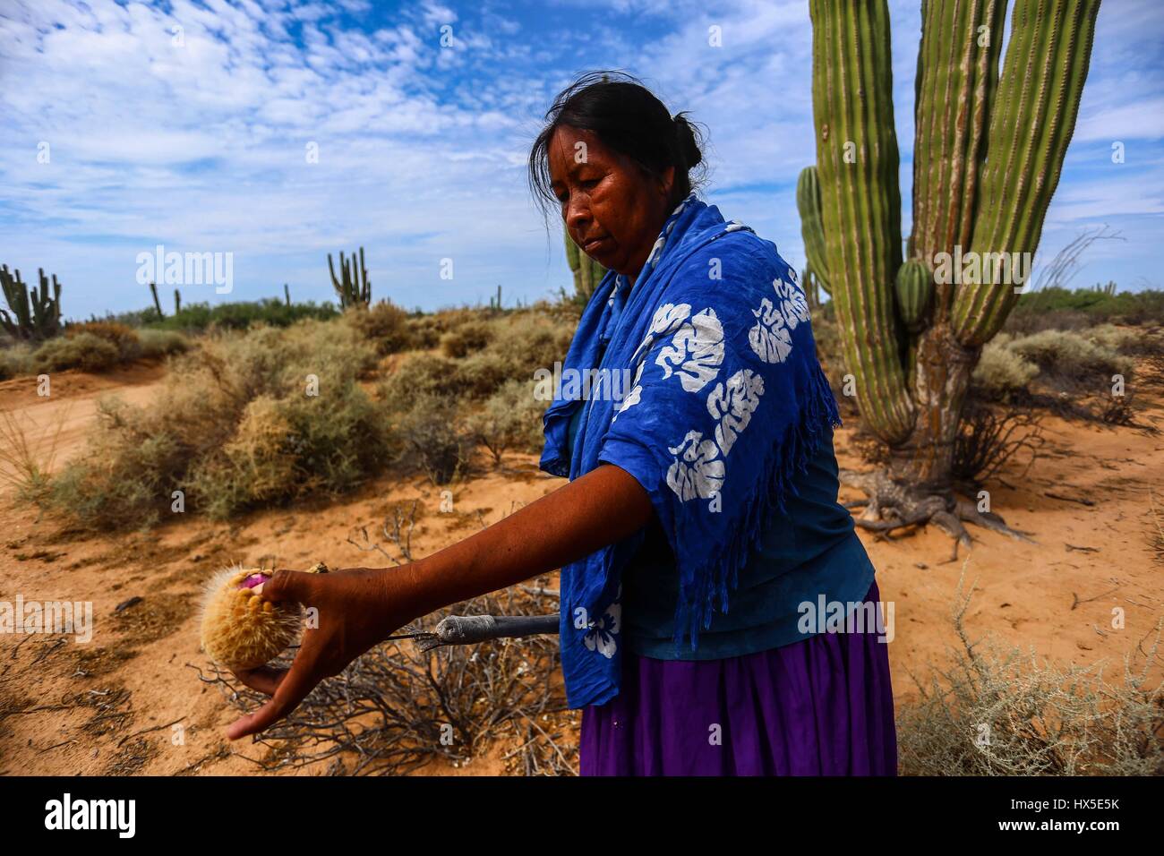 Einheimische Frauen des Comcaac Stammes oder Serie auf der Suche nach Pitahaya in den Sahuaros und Wüste Kaktus Desemboque Sonora Mexiko. Indianer von Mexiko Stockfoto