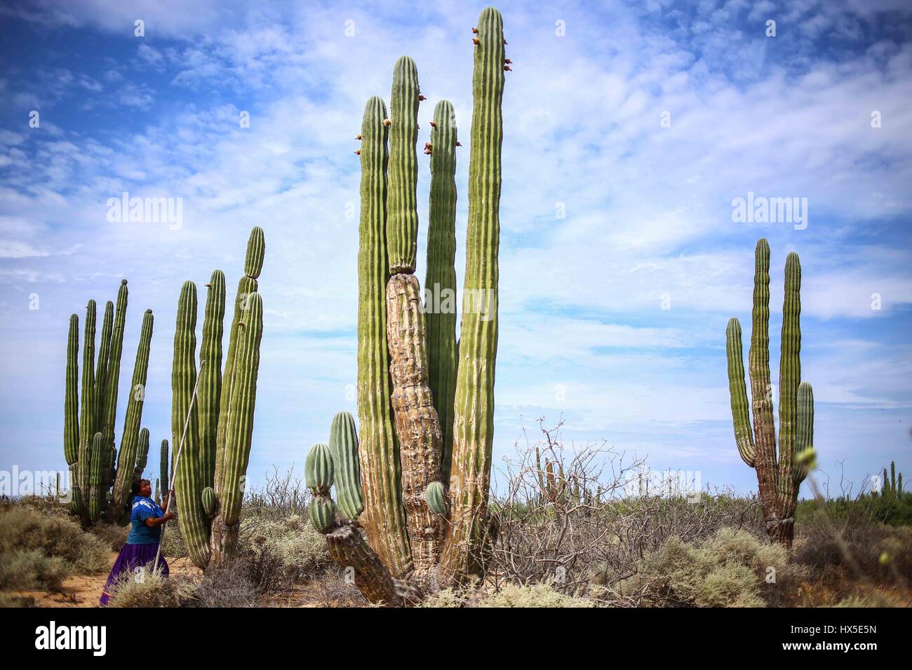 Einheimische Frauen des Comcaac Stammes oder Serie auf der Suche nach Pitahaya in den Sahuaros und Wüste Kaktus Desemboque Sonora Mexiko. Indianer von Mexiko Stockfoto