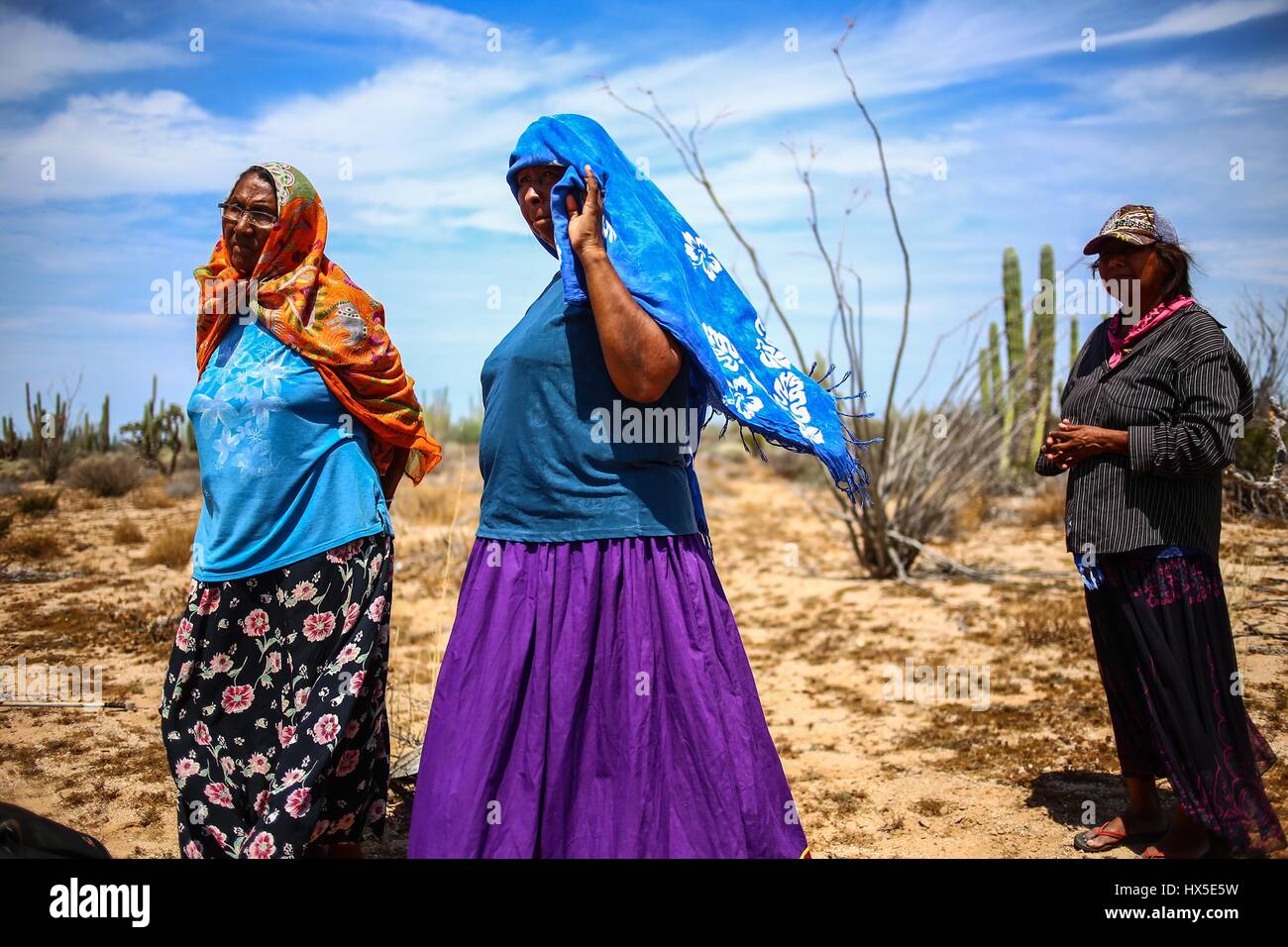 Einheimische Frauen des Comcaac Stammes oder Serie auf der Suche nach Pitahaya in den Sahuaros und Wüste Kaktus Desemboque Sonora Mexiko. Indianer von Mexiko Stockfoto