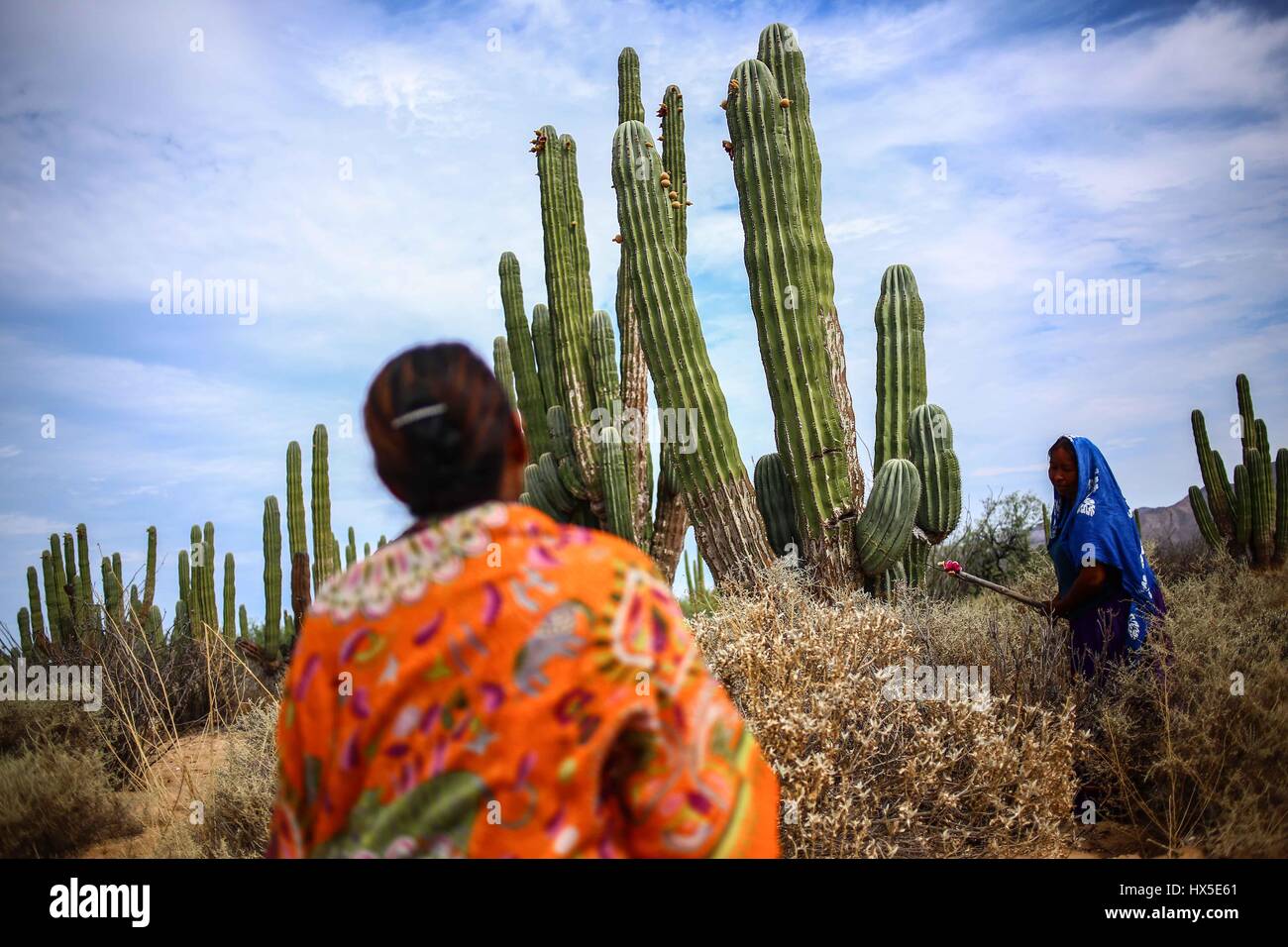 Einheimische Frauen des Comcaac Stammes oder Serie auf der Suche nach Pitahaya in den Sahuaros und Wüste Kaktus Desemboque Sonora Mexiko. Indianer von Mexiko Stockfoto