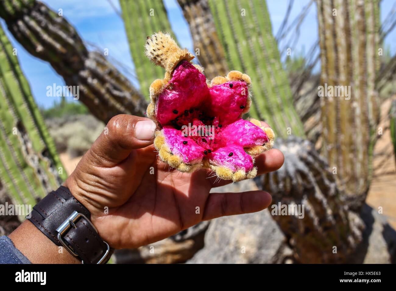 Einheimische Frauen des Comcaac Stammes oder Serie auf der Suche nach Pitahaya in den Sahuaros und Wüste Kaktus Desemboque Sonora Mexiko. Indianer von Mexiko Stockfoto