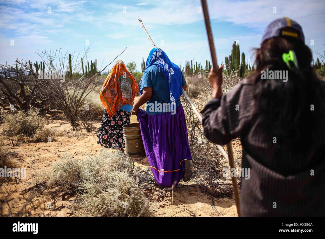 Einheimische Frauen des Comcaac Stammes oder Serie auf der Suche nach Pitahaya in den Sahuaros und Wüste Kaktus Desemboque Sonora Mexiko. Indianer von Mexiko Stockfoto