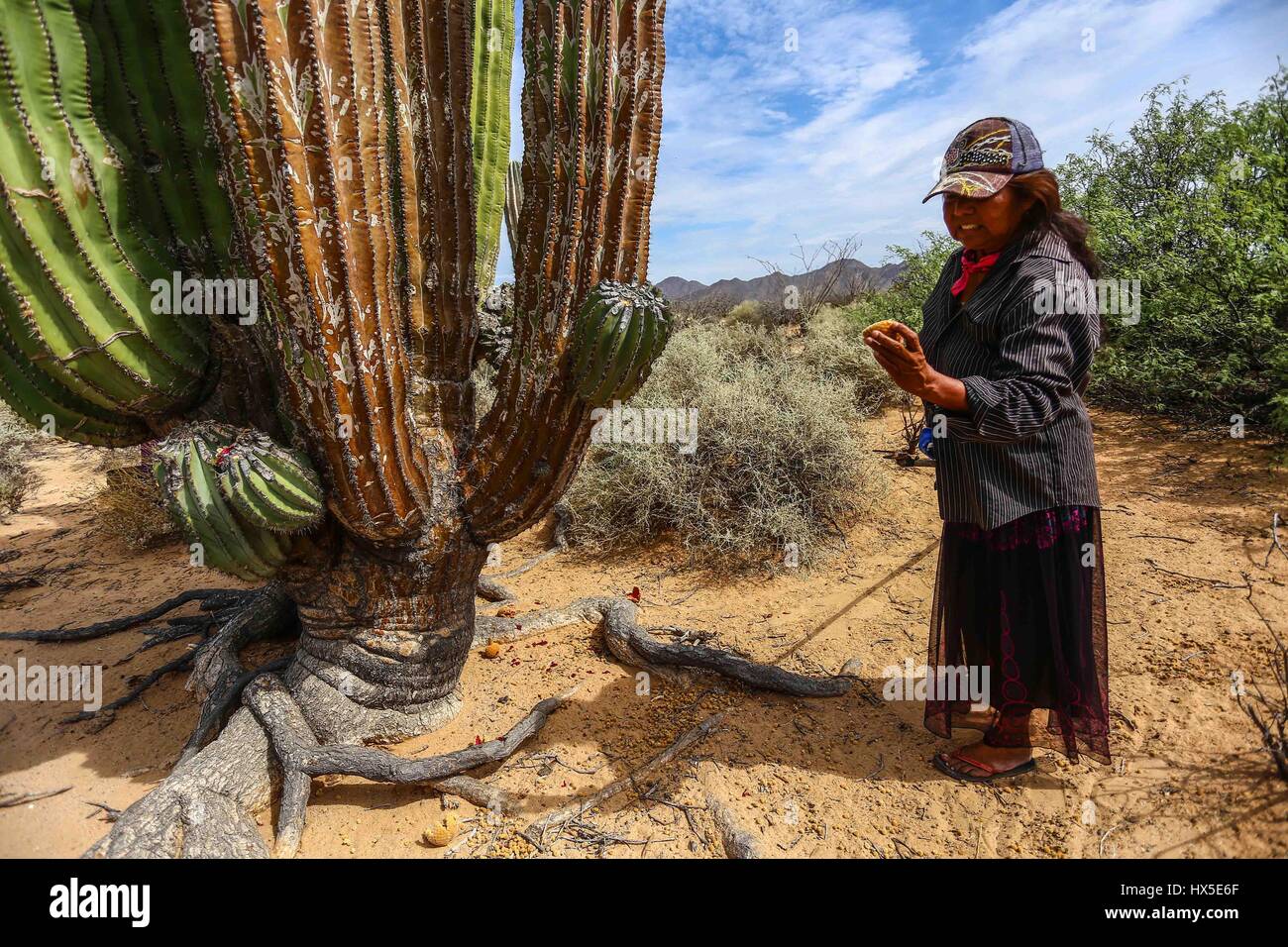 Einheimische Frauen des Comcaac Stammes oder Serie auf der Suche nach Pitahaya in den Sahuaros und Wüste Kaktus Desemboque Sonora Mexiko. Indianer von Mexiko Stockfoto