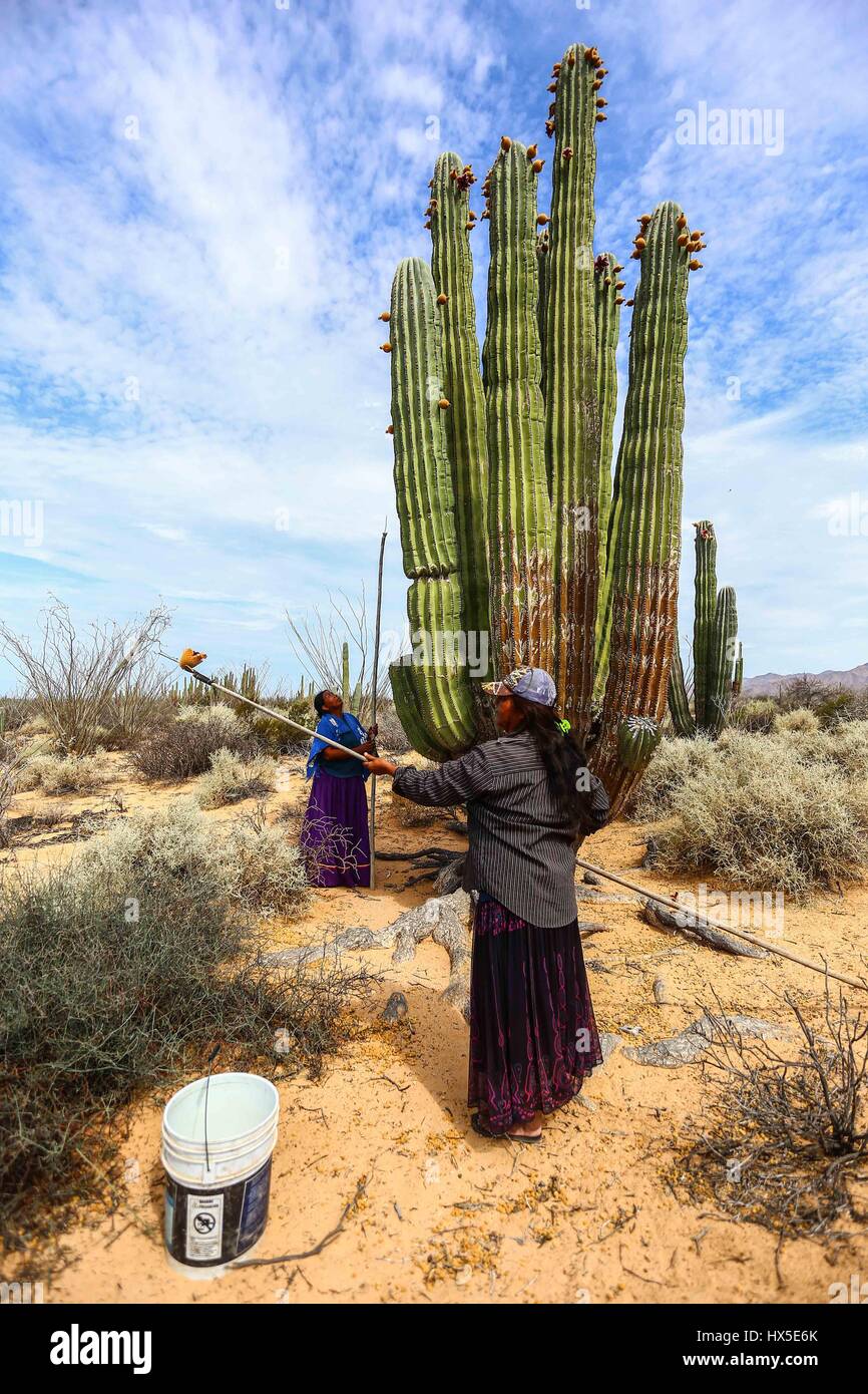 Einheimische Frauen des Comcaac Stammes oder Serie auf der Suche nach Pitahaya in den Sahuaros und Wüste Kaktus Desemboque Sonora Mexiko. Indianer von Mexiko Stockfoto