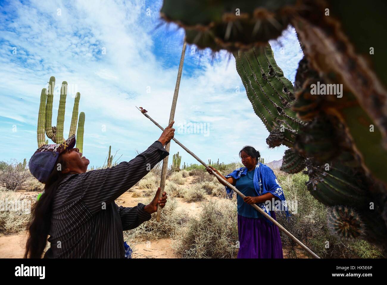 Einheimische Frauen des Comcaac Stammes oder Serie auf der Suche nach Pitahaya in den Sahuaros und Wüste Kaktus Desemboque Sonora Mexiko. Indianer von Mexiko Stockfoto