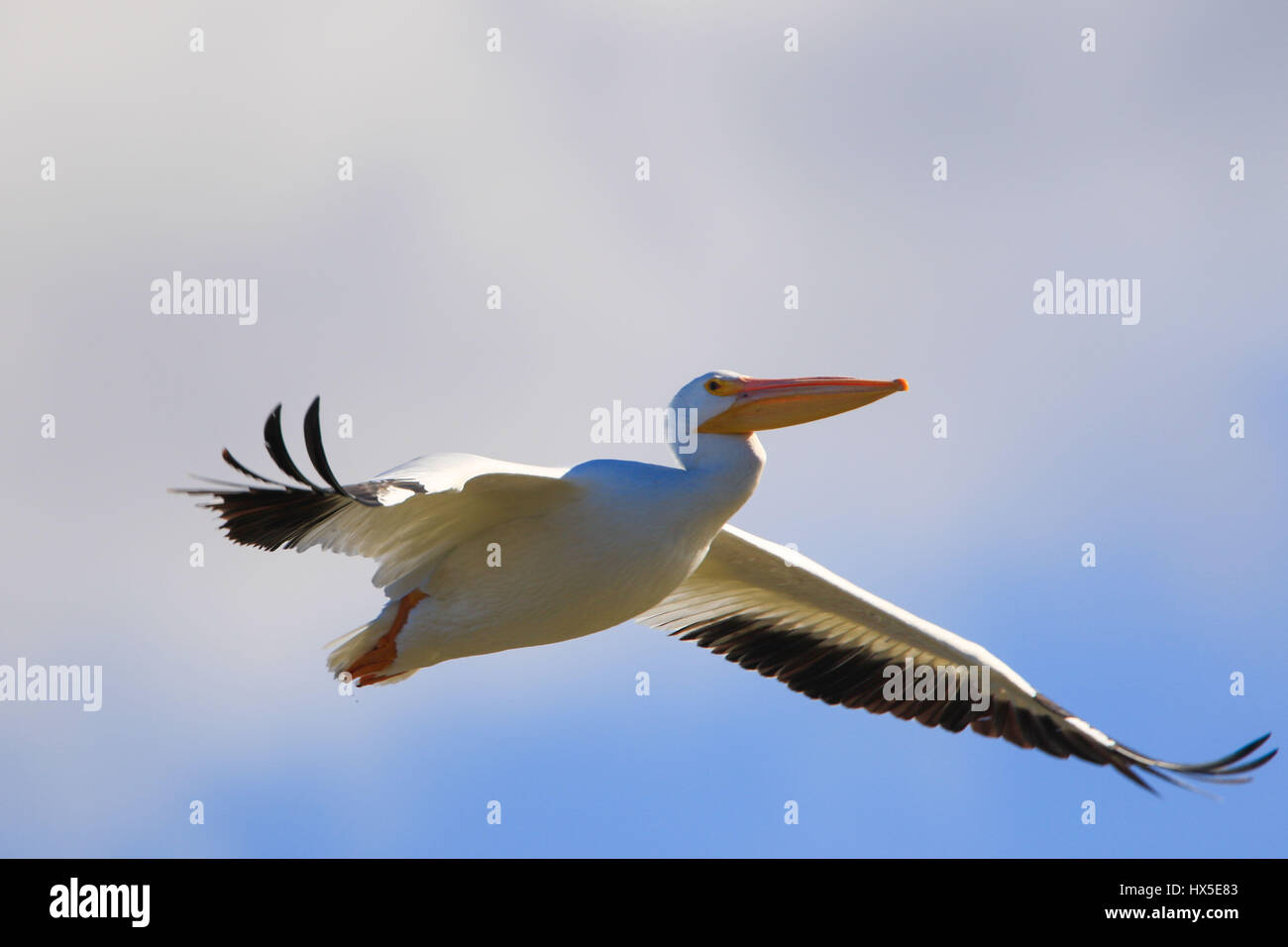 Migration von amerikanische weiße Pelikane im Flug über Seen und Stauseen von Sonora. Im Herbst fliegt in die Staaten südlich von den Vereinigten Staaten Stockfoto
