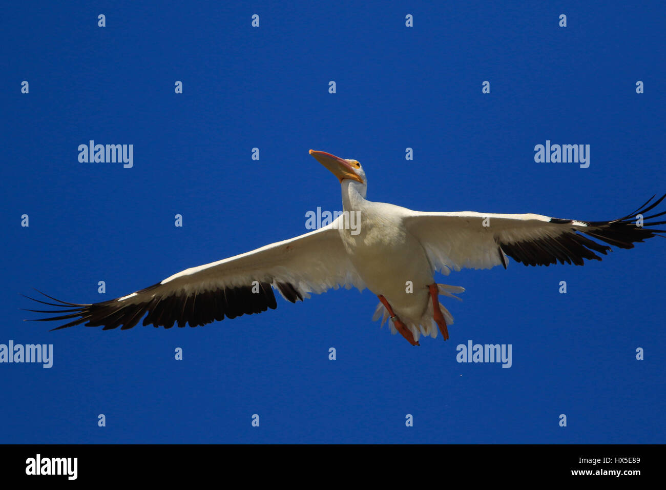 Migration von amerikanische weiße Pelikane im Flug über Seen und Stauseen von Sonora. Im Herbst fliegt in die Staaten südlich von den Vereinigten Staaten Stockfoto