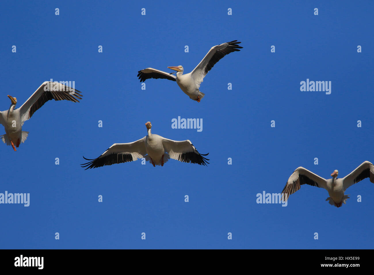Migration von amerikanische weiße Pelikane im Flug über Seen und Stauseen von Sonora. Im Herbst fliegt in die Staaten südlich von den Vereinigten Staaten Stockfoto