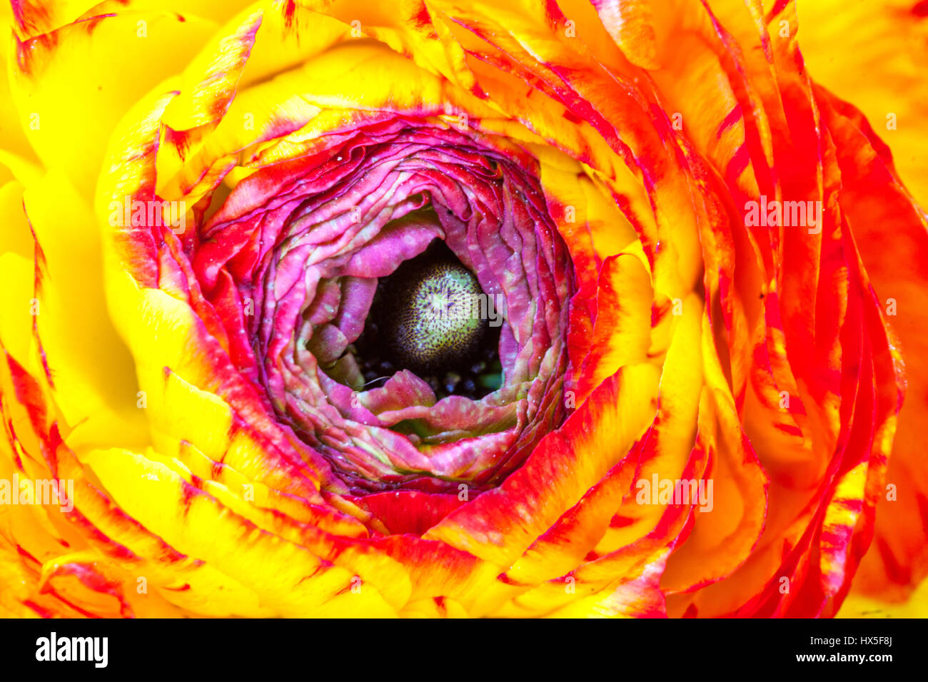 Nahaufnahme der Blütenblätter von Ranunculus asiaticus, die die persische Butterblume öffnen, Turban Ranunculus Blume Turban Butterblume, abstrakte Blume rot gelb Mitte Stockfoto