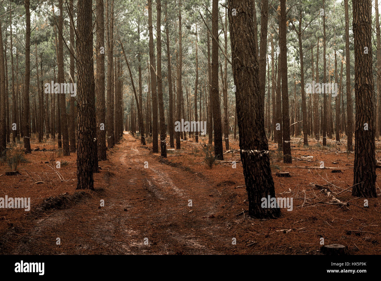 Kiefernwald mit Bäumen für die abgespeckte markiert Stockfoto