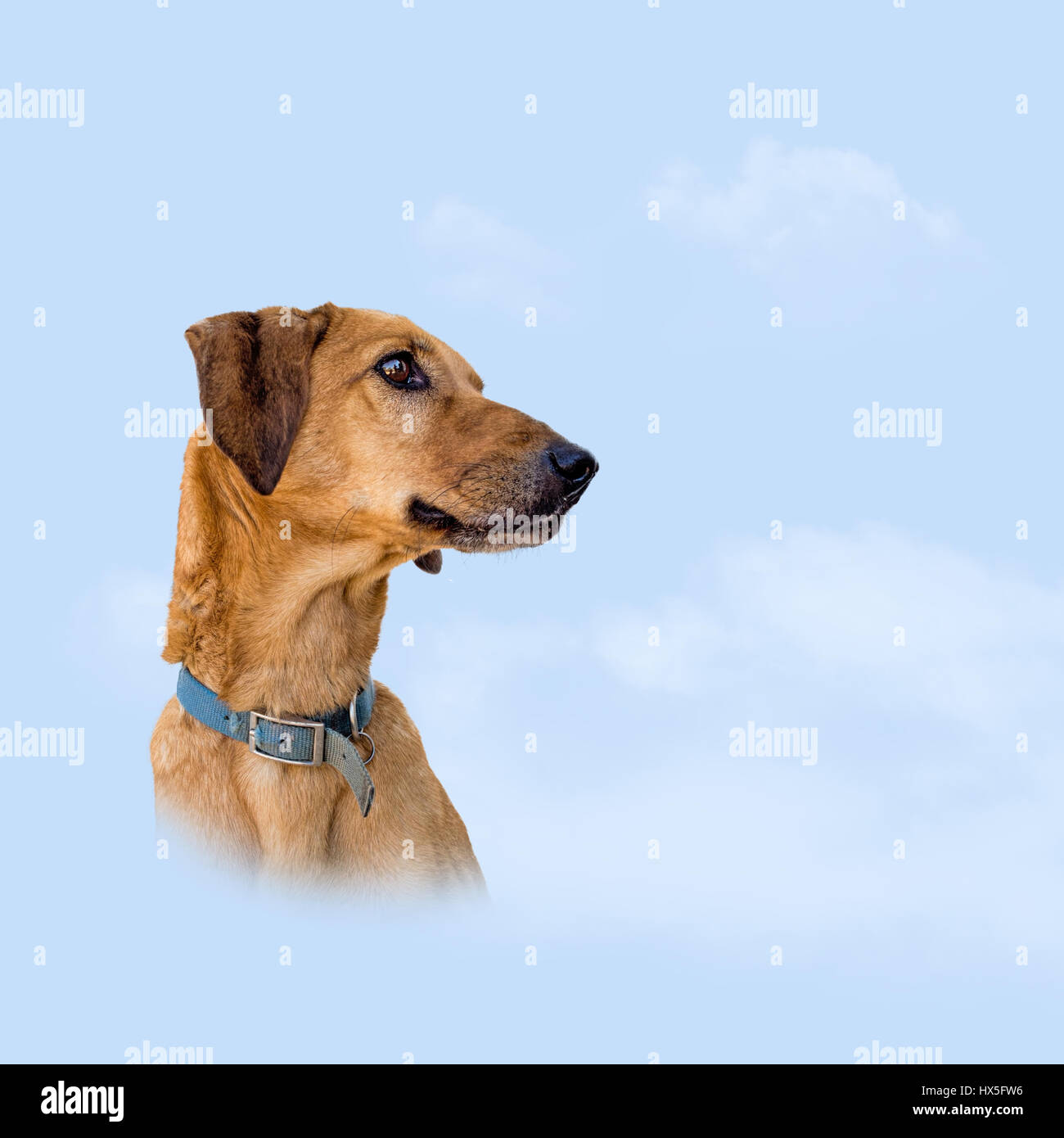Hund-Himmel-Konzept. Ideale Haustier Bestattung etc. mit Exemplar. Blauer Himmel mit flauschigen Wolken. Stockfoto