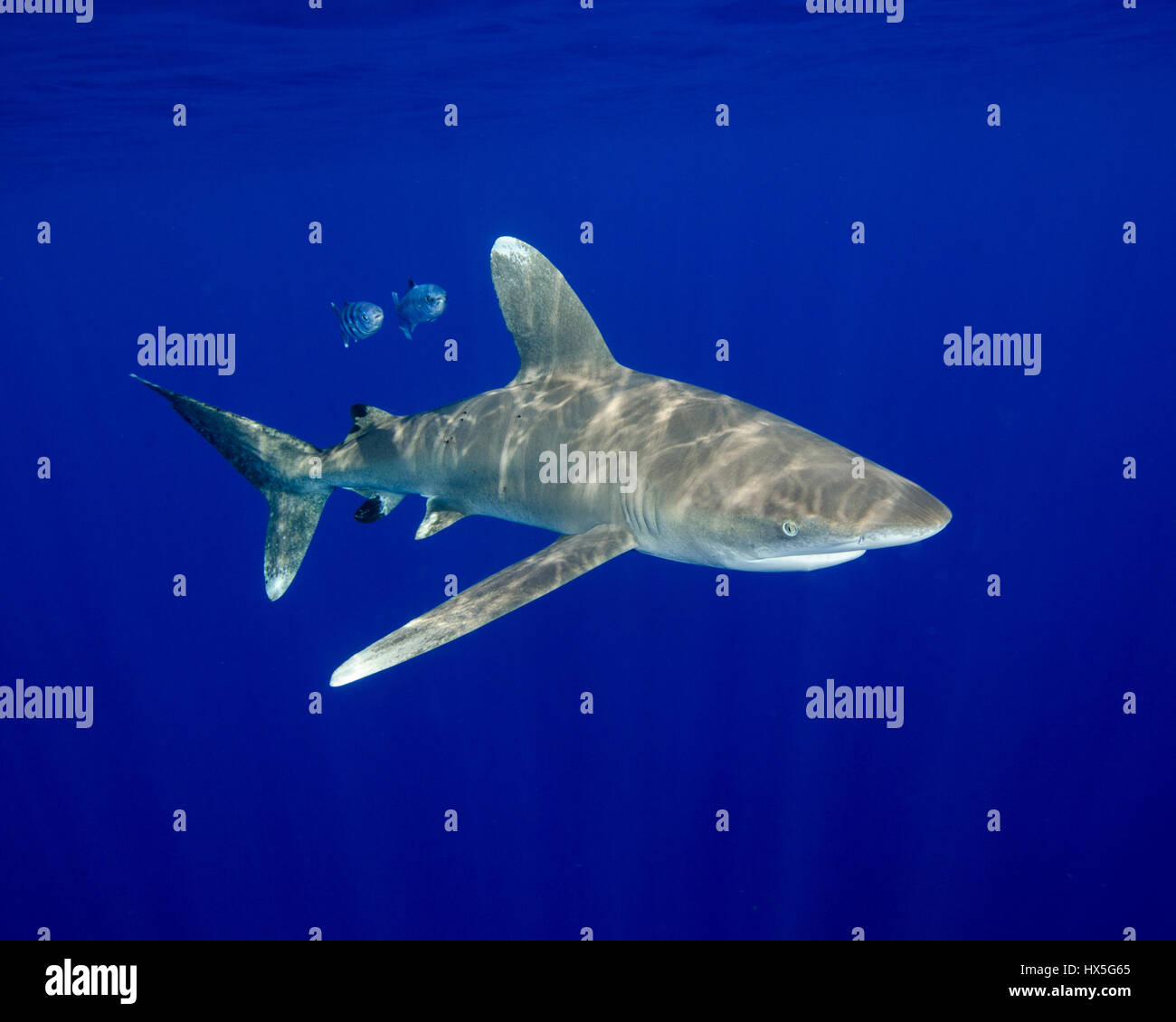 Eine ozeanische Weißspitzen Hai im Blau der Bahamas Stockfoto