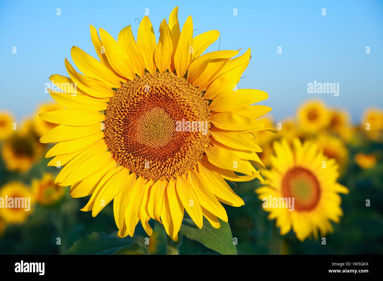 Sonnenblumen auf dem Feld gegen den Himmel im Morgengrauen Stockfoto