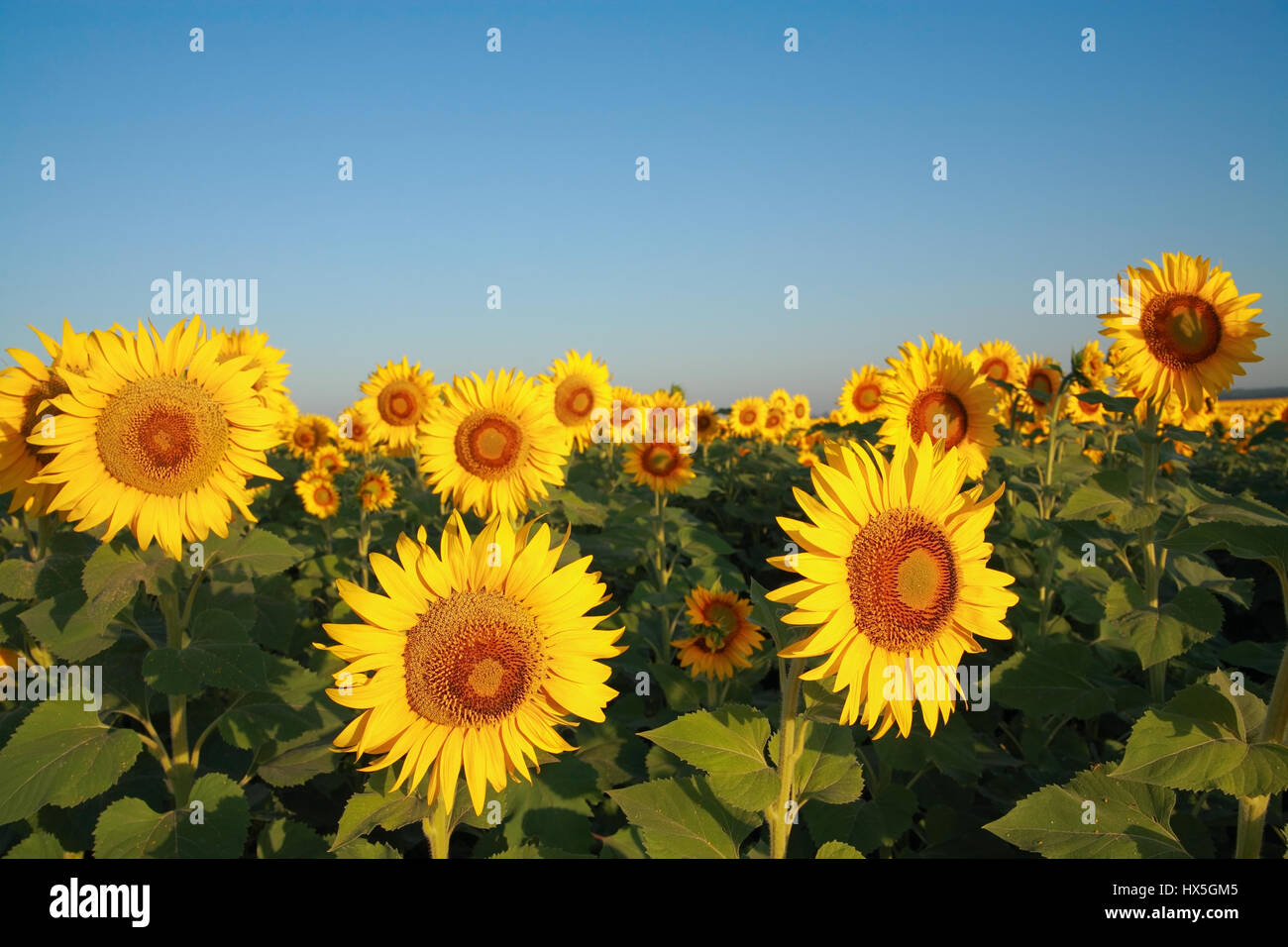 Sonnenblumen auf dem Feld gegen den Himmel im Morgengrauen Stockfoto
