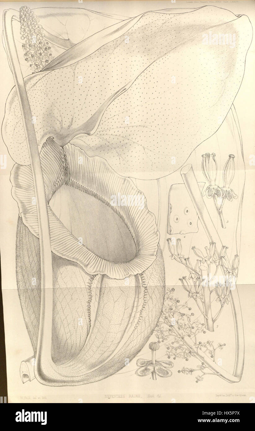 Nepenthes Rajah Transaktionen von der Linnean Society of London (1859) Stockfoto