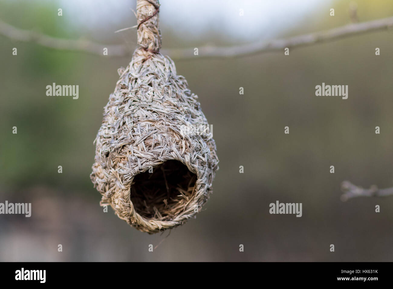 Hanging at nest Fotos und Bildmaterial in hoher Auflösung Alamy