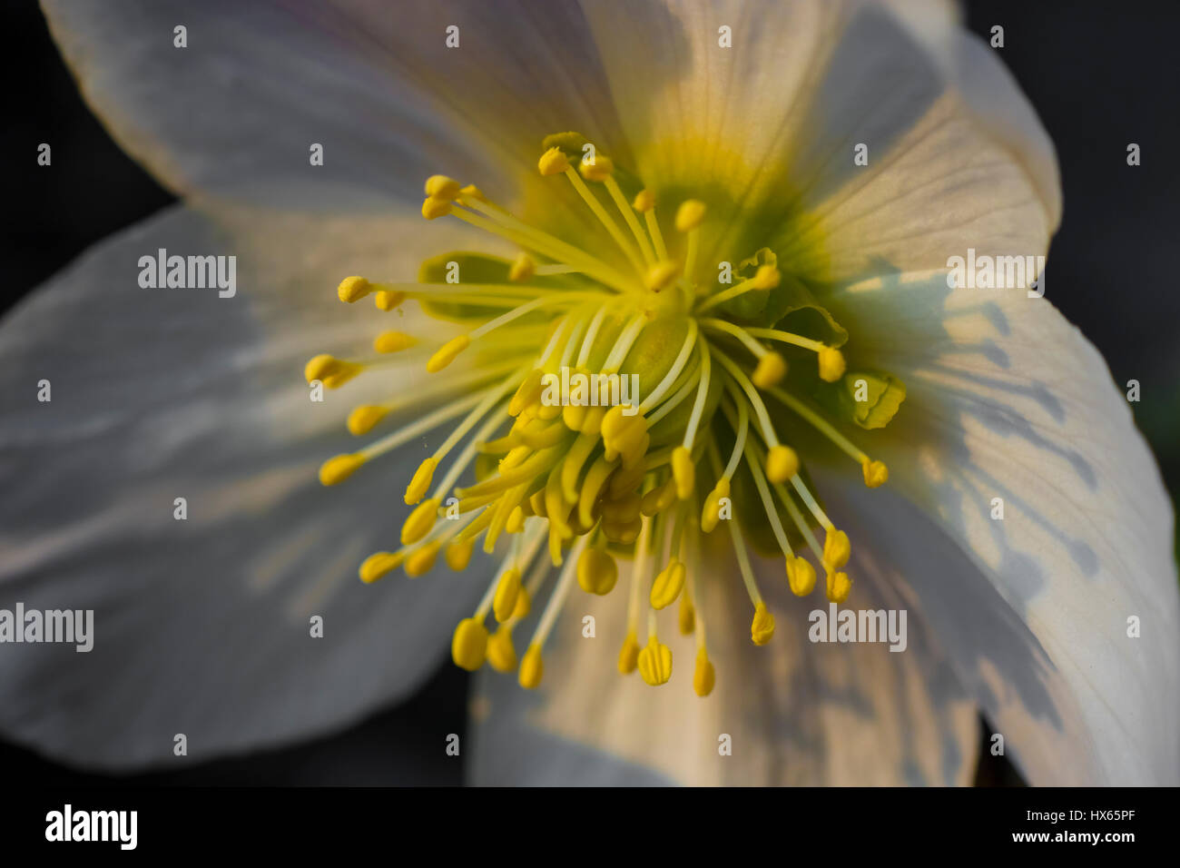 Makroaufnahme einer weißen Blume und gelbe Staubgefäße Stockfoto