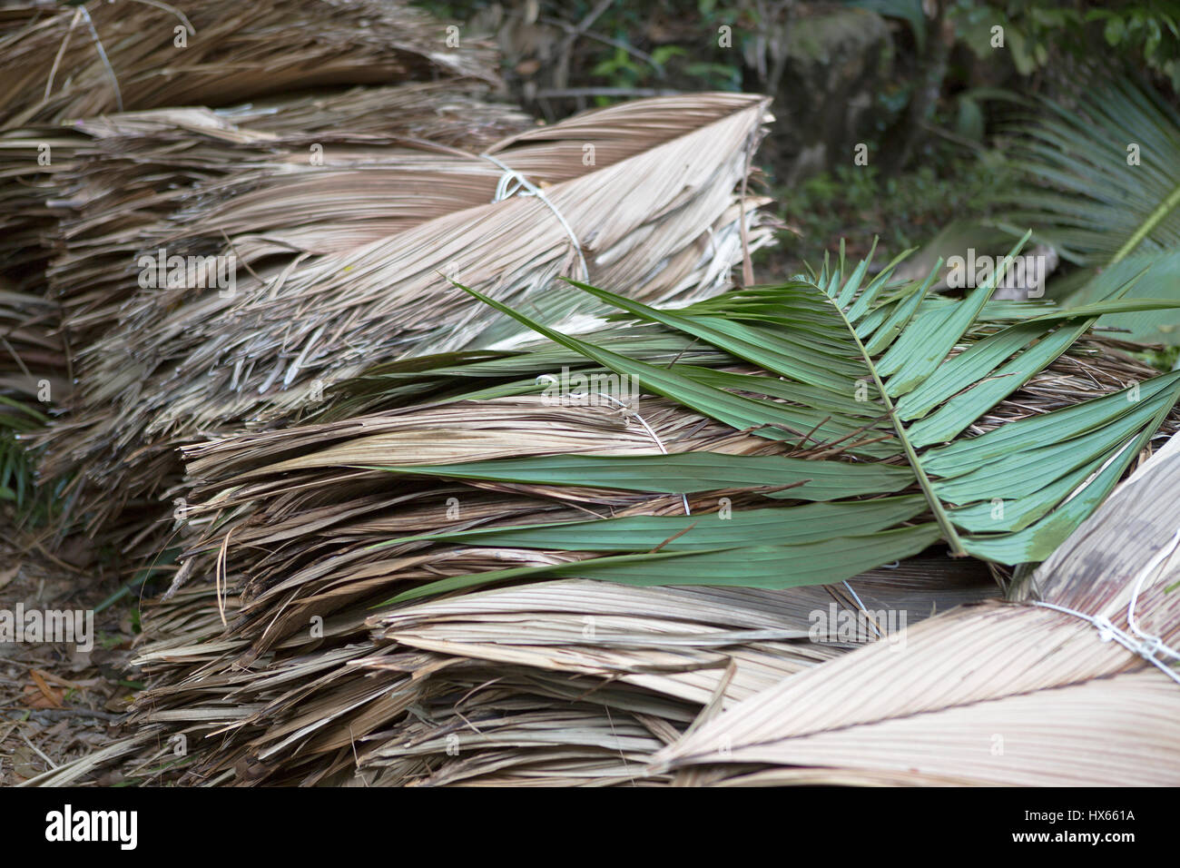 Getrocknete Palme Blätter am Wegrand, Seychellen Stockfoto