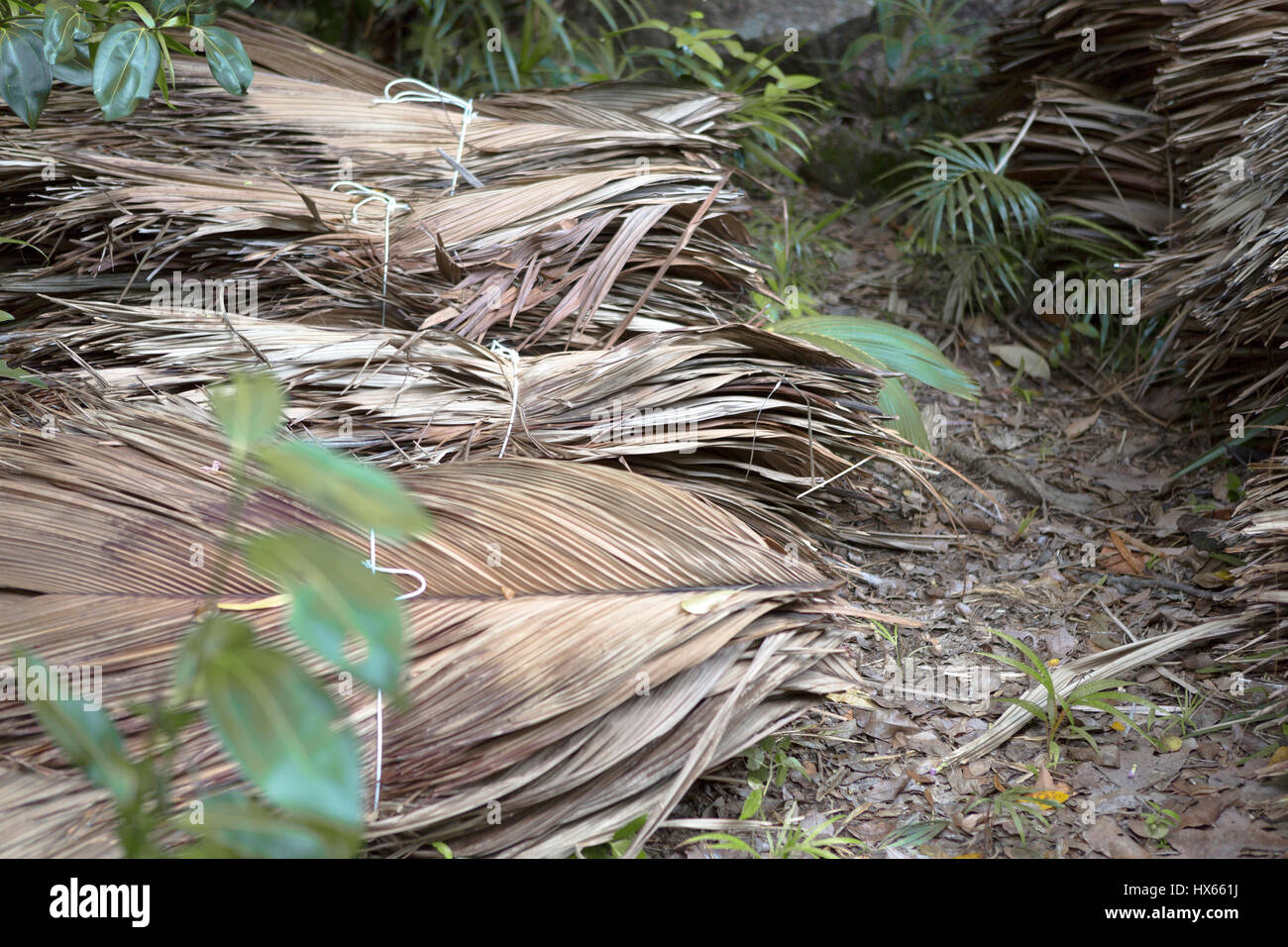 Getrocknete Palme Blätter am Wegrand, Seychellen Stockfoto