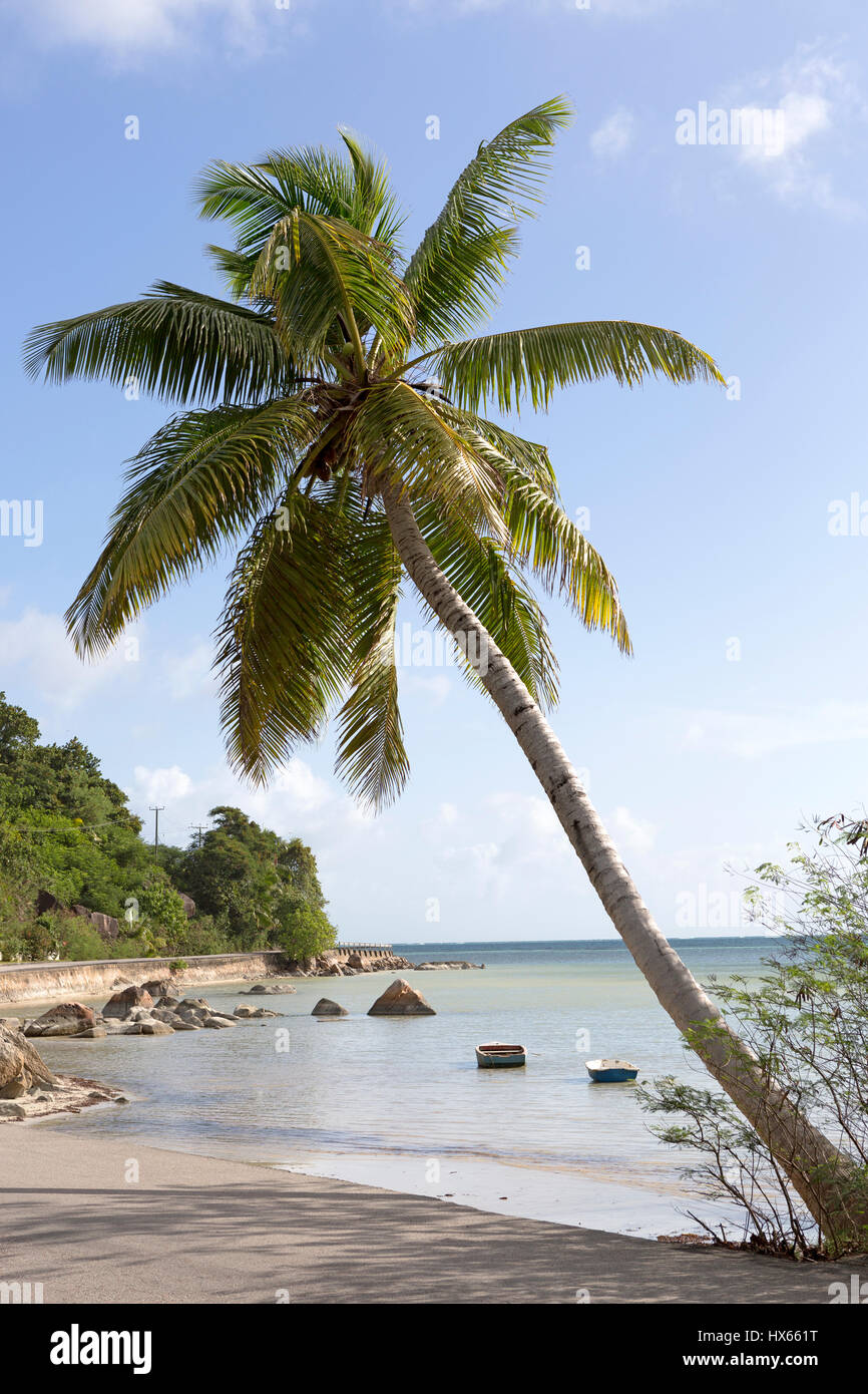 Tropische Palme, Reisen Hintergrund Seychellen Inseln Stockfoto