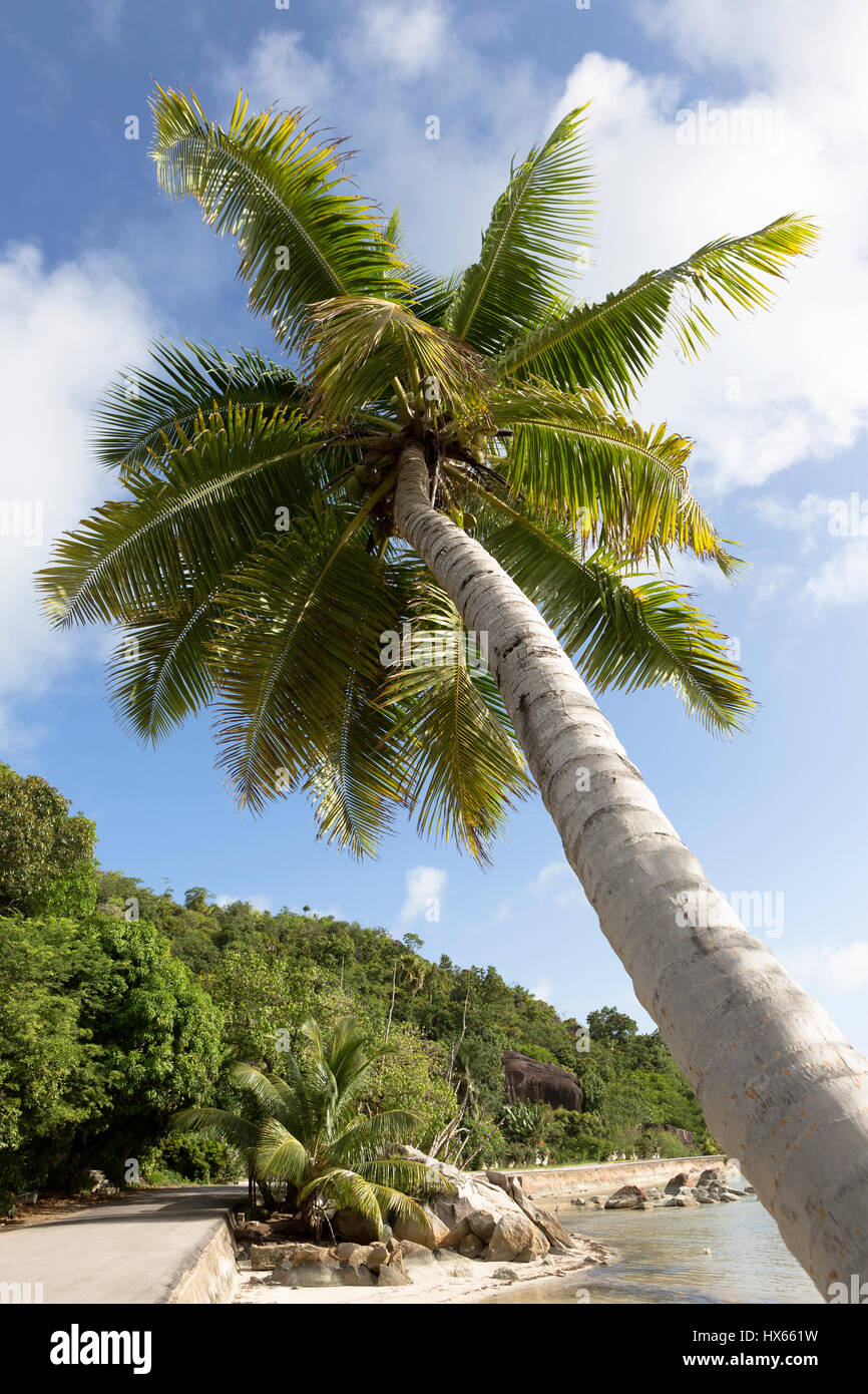 Tropische Palme, Reisen Hintergrund Seychellen Inseln Stockfoto