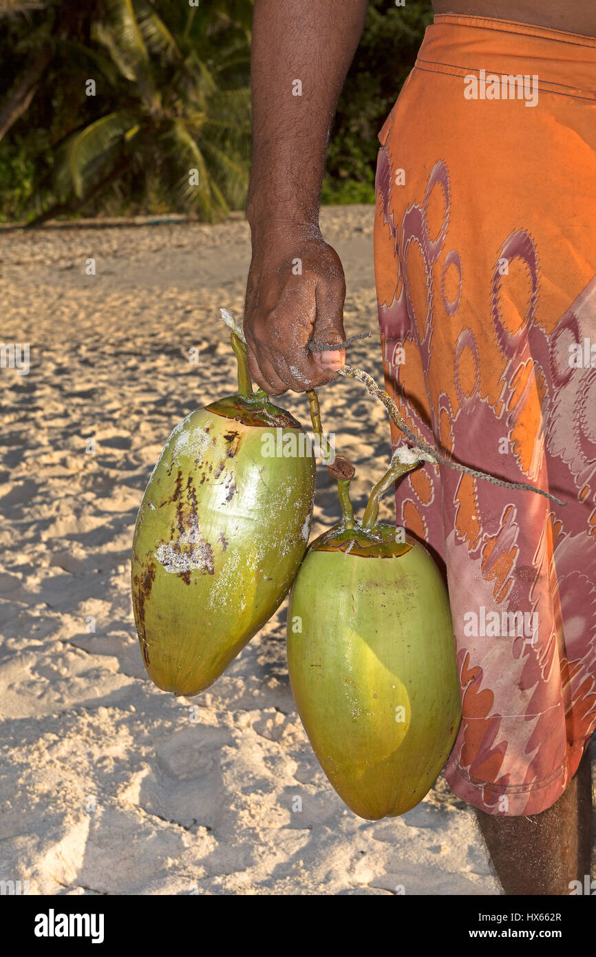 Mann trägt Kokosnüsse, Seychellen Stockfoto