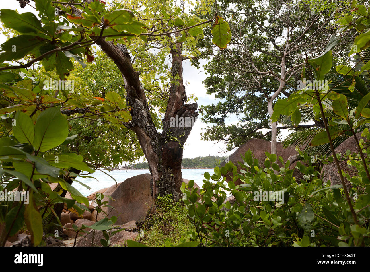 Dschungellandschaft am Anse Lazio, Seychellen Stockfoto