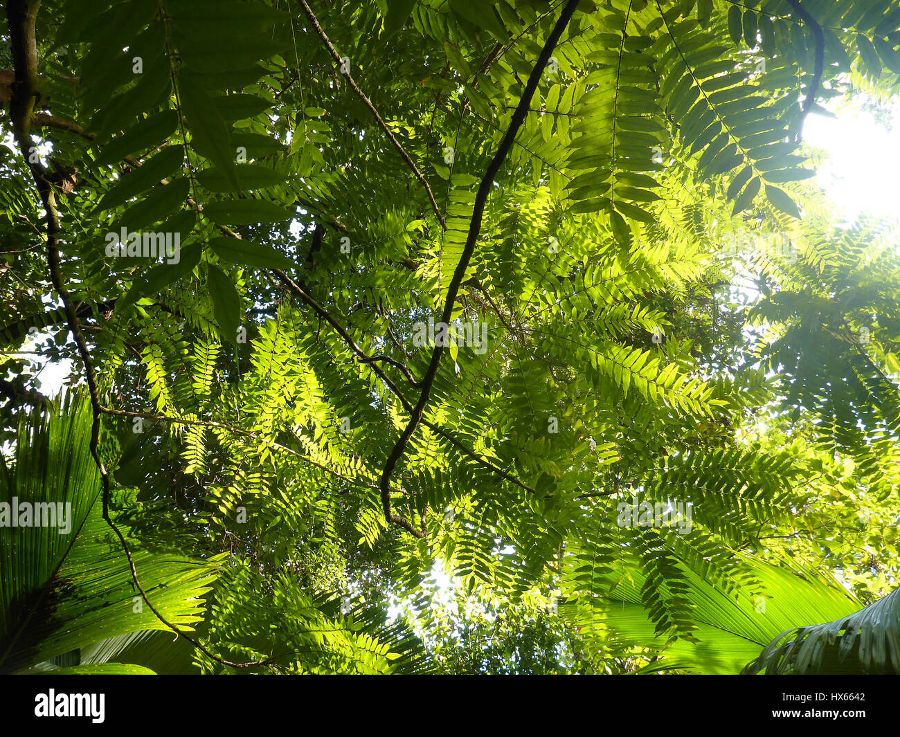 Gründach im Dschungel, tropische Hintergrund, Seychellen Stockfoto