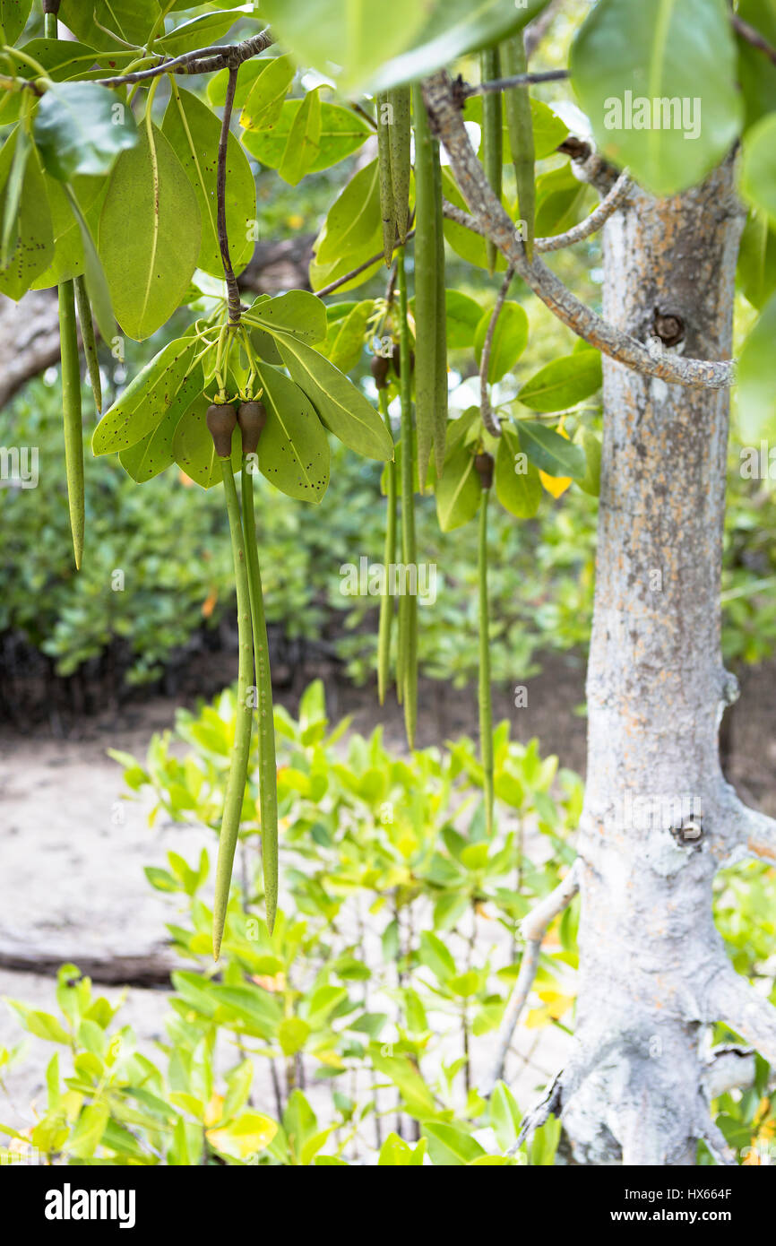 Details der Mangroven-Wald auf Curieuse Island, Seychellen Stockfoto