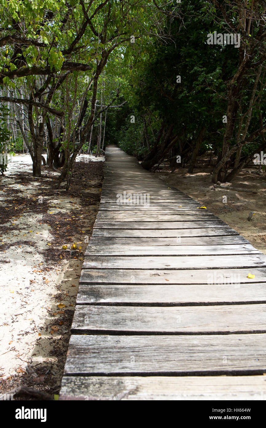 Holzweg durch die Mangroven-Dschungel von Curieuse Island, Seychellen Stockfoto