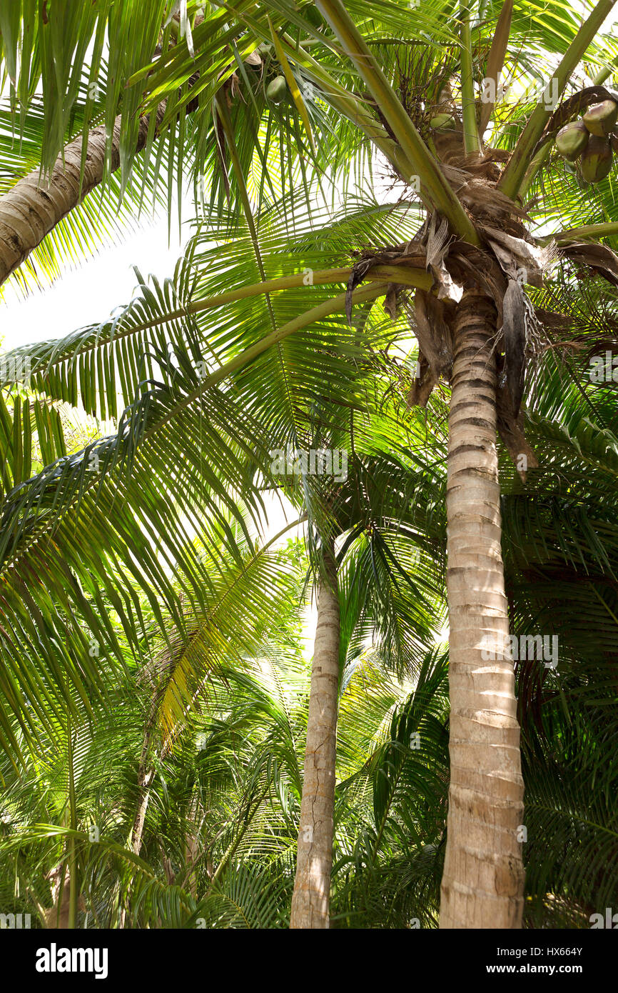 Grüner Baum Palmenwald, Reise-Hintergrund Stockfoto