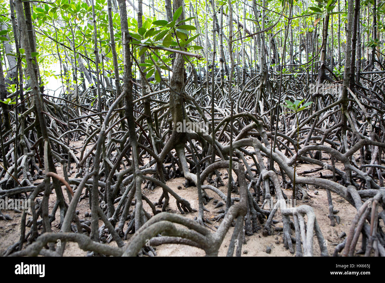 Details der Mangroven-Wald auf Curieuse Island, Seychellen Stockfoto