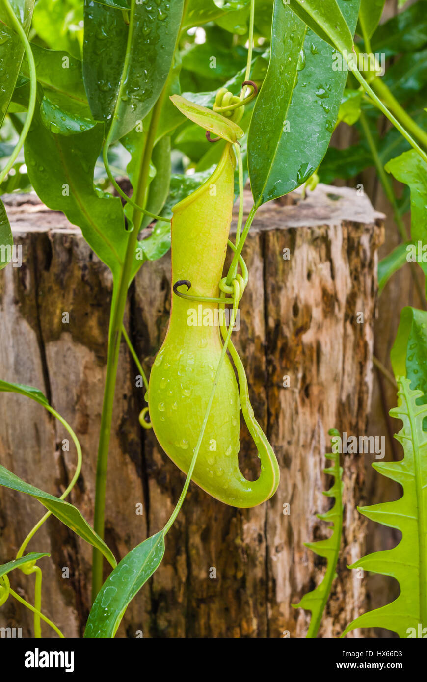 Closeup, Hängende fleischfressende Pflanze Nepenthes / tropischen Pitcher Pflanzen / Affe Tassen Stockfoto