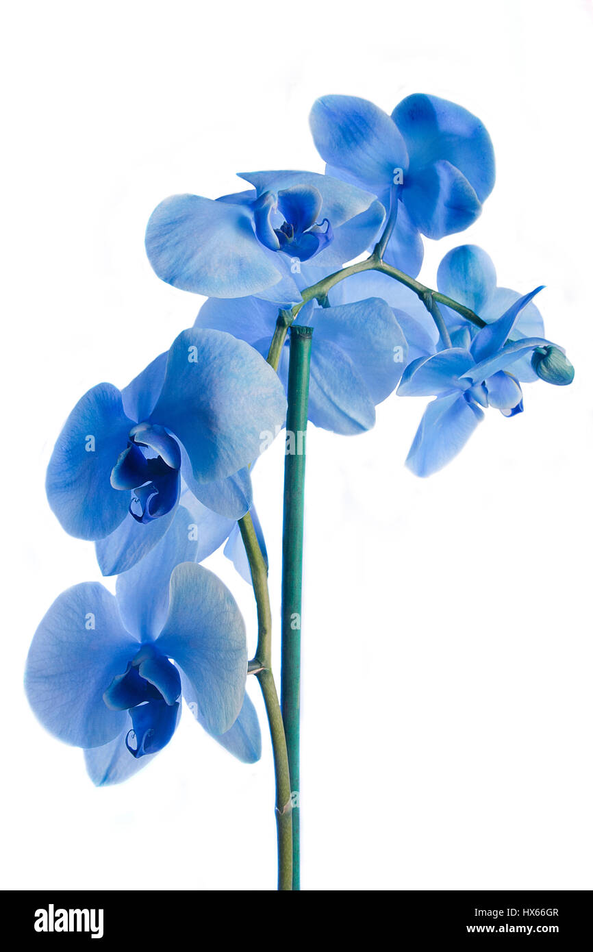 Schone Exotische Blaue Phalaenopsis Orchideen Tropenblumen Isoliert Auf Weissem Hintergrund Stockfotografie Alamy