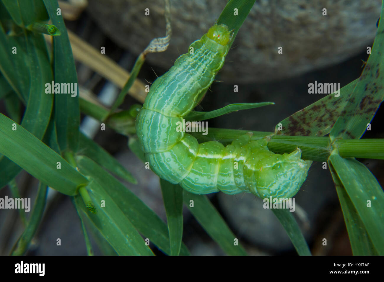 Caterpillar Stockfoto