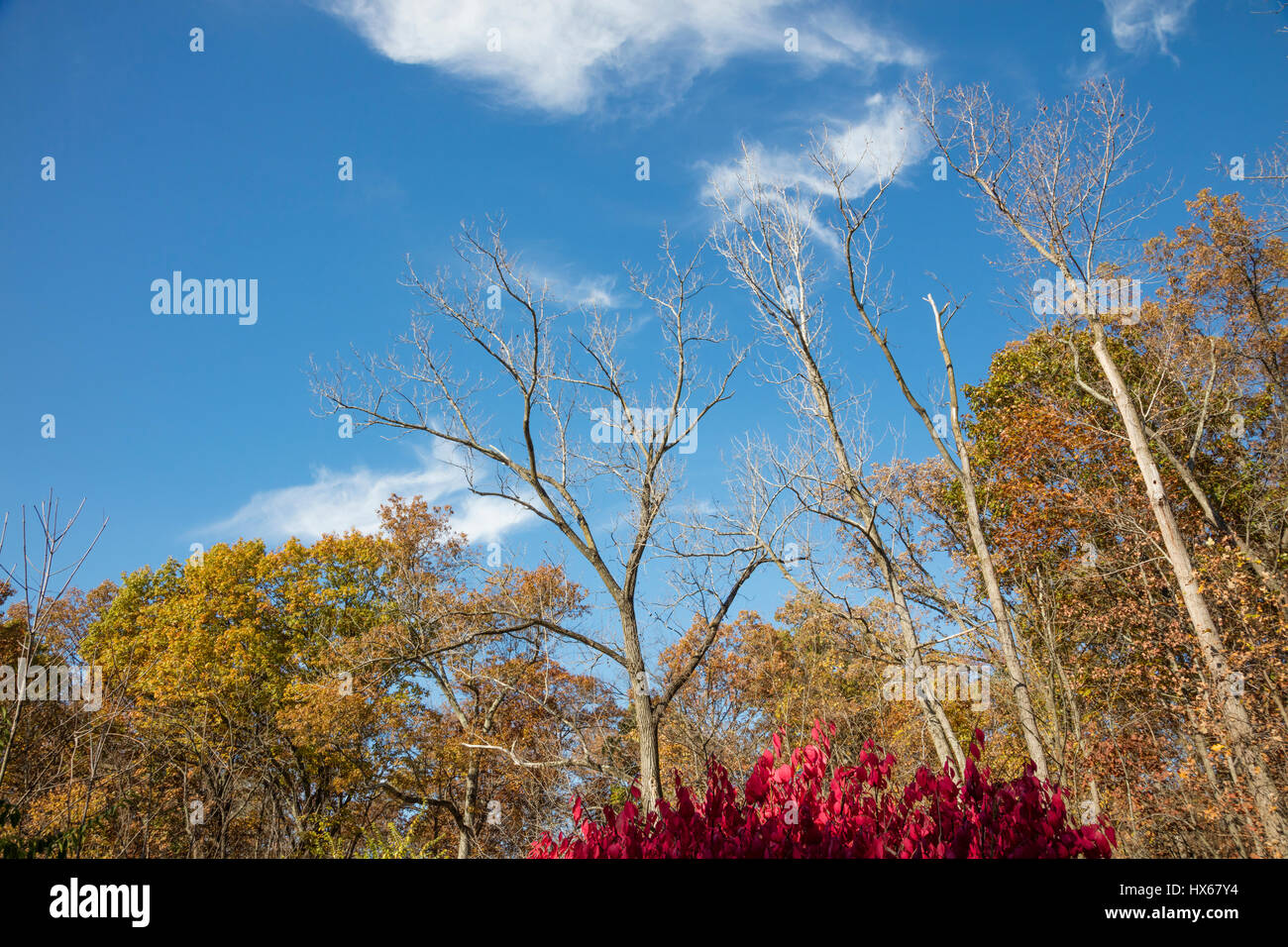 Schöne Farben der Herbst Herbst Blätter der Bäume im bewaldeten Flächen in Ohio USA Stockfoto