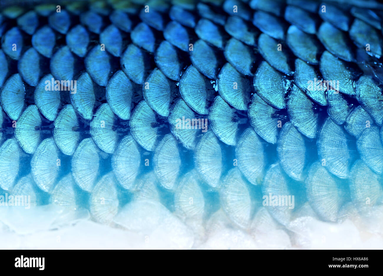 Foto eines schönen Hintergrund Fragments der Fisch Schuppen Stockfoto