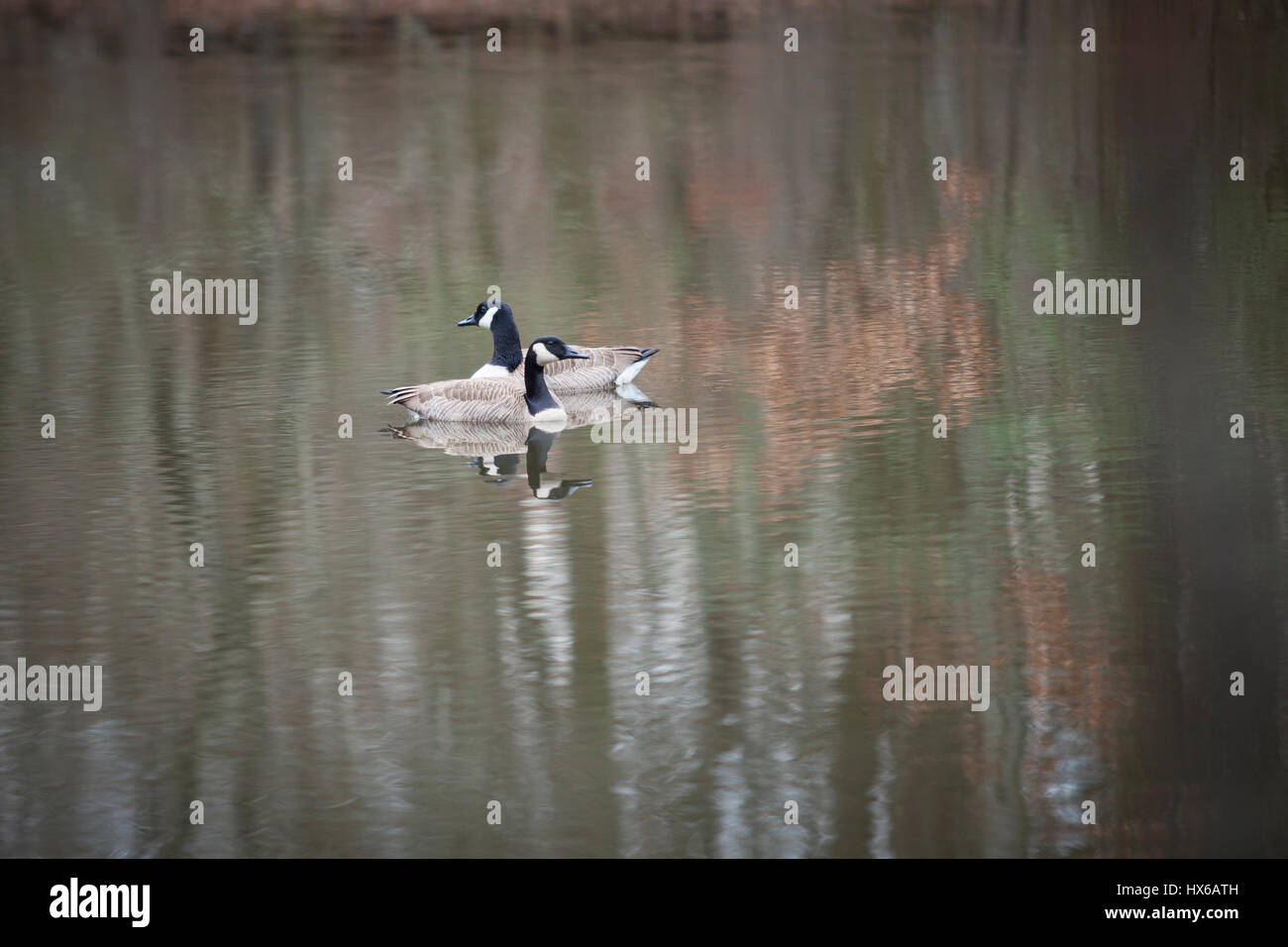 Schnatternde Gänse schwimmen in einem kleinen Teich in Tennessee, USA Stockfoto