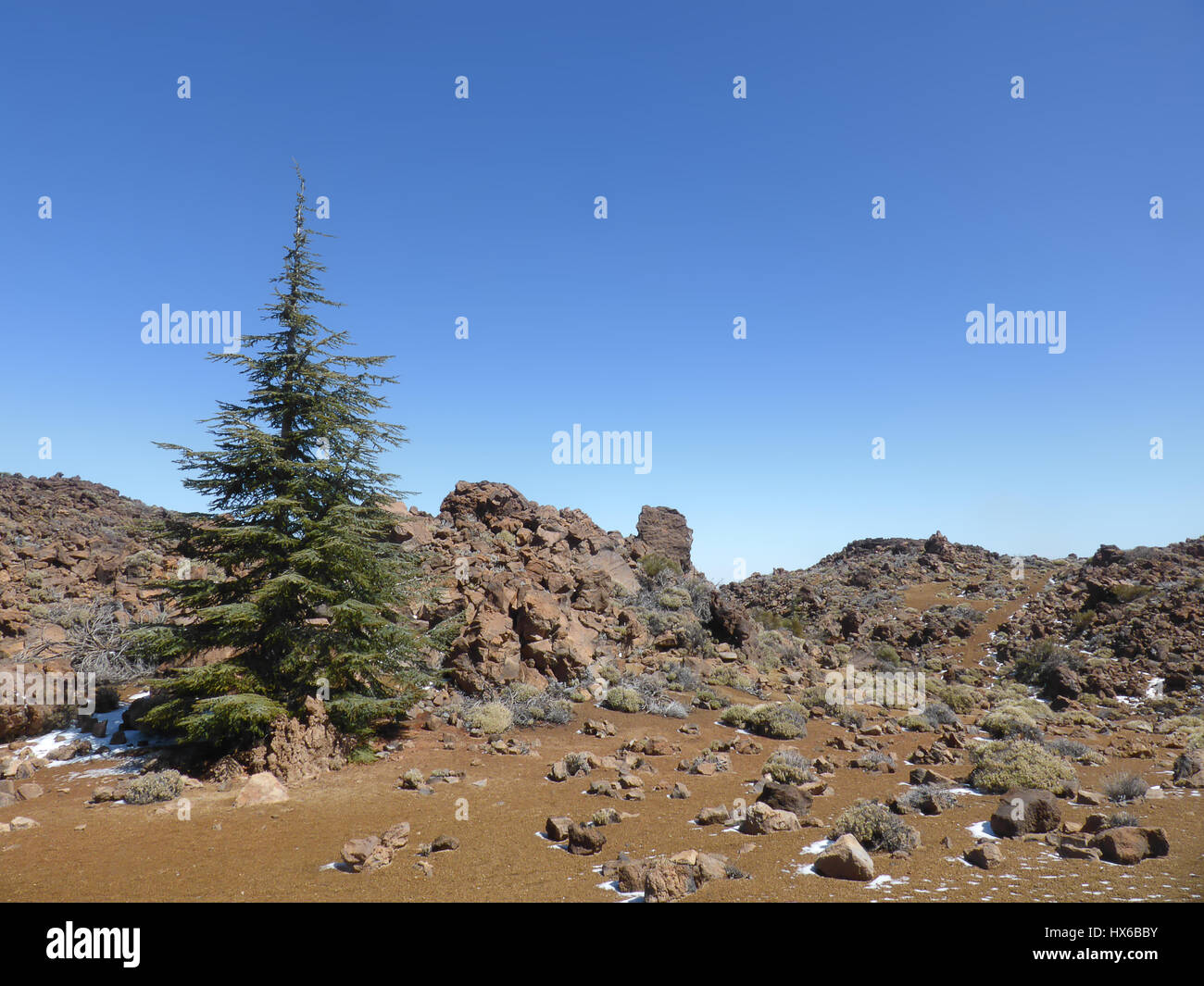Weihnachtsbaum in Wüstenlandschaft - Berglandschaft Stockfoto