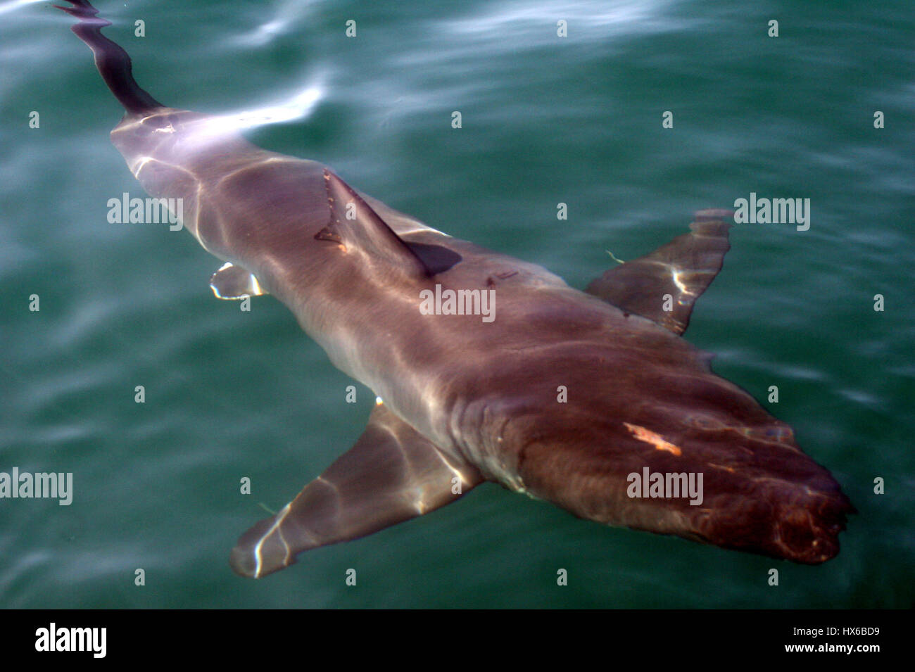 Great White Shark, Verletzung in Südafrika Stockfoto