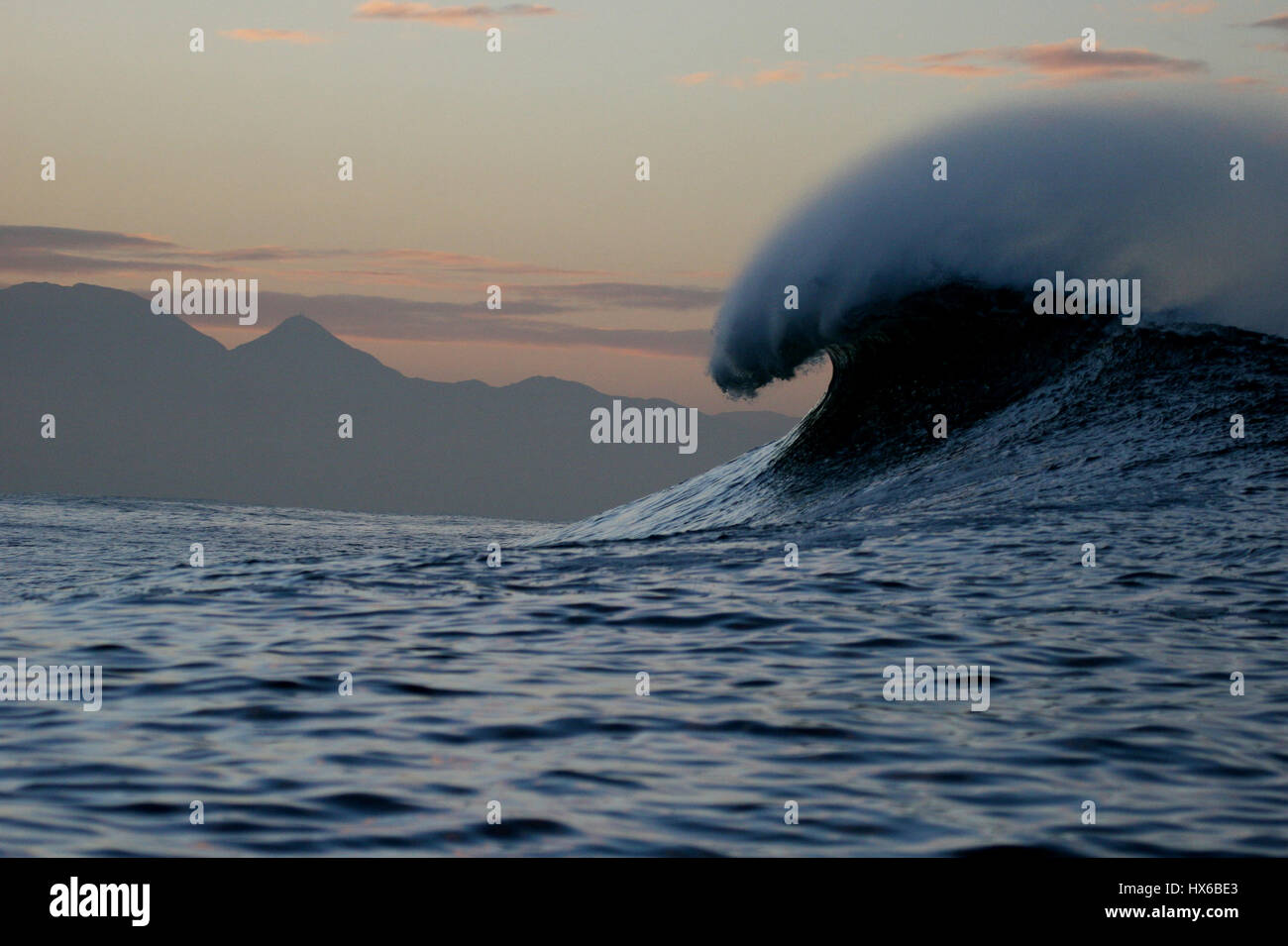 Great White Shark, Verletzung in Südafrika Stockfoto